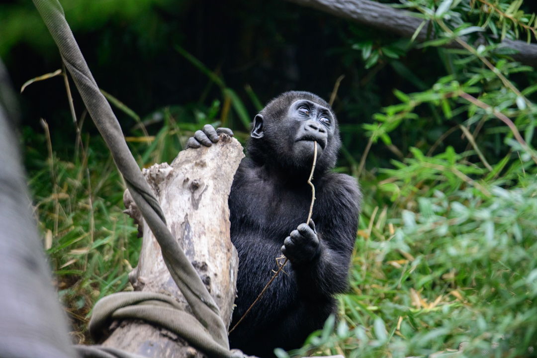Seattle – Woodlawn Park Zoo.  Fall weather brings out the Animals’ playful side as Attendees celebrate World Animal Day with a visit to Woodlawn Park Zoo.
