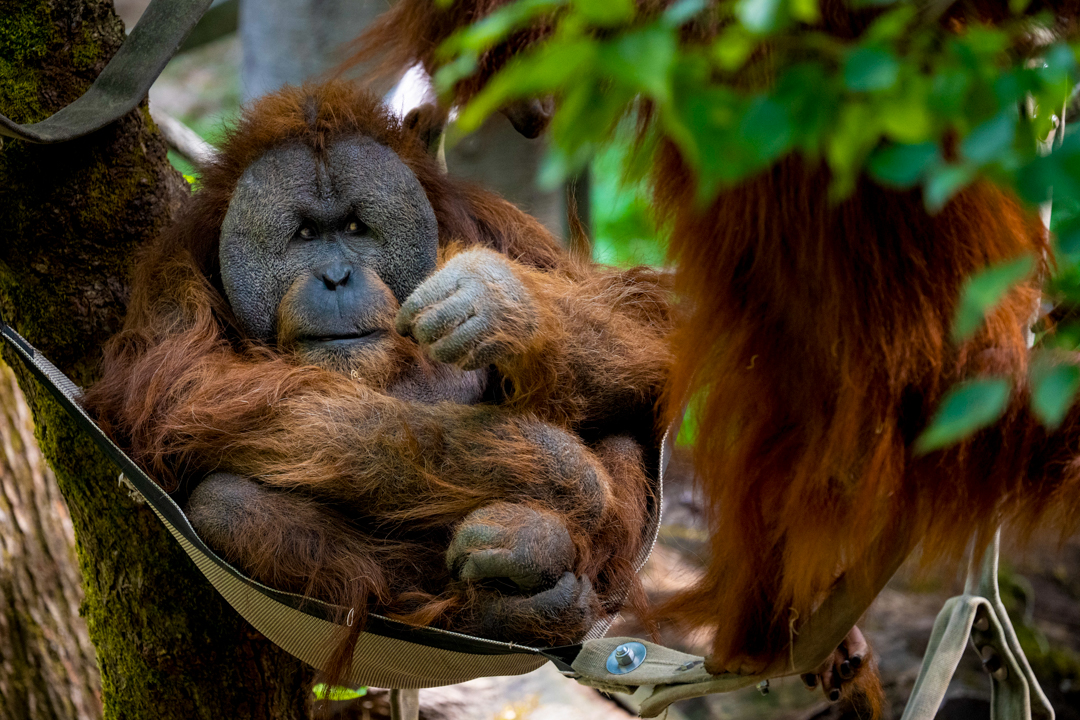 A bonded pair of orangutans (Pongo borneo) lounge on a summer day. Orangutans are only found in the wild on the forested islands of Borneo and Sumatra. The Woodland Park Zoo works in conjunction with the Gunung Palung Orangutan Conservation program in support of the Bornean orangutan’s survival. Orangutan’s conservation status is Critically Endangered.