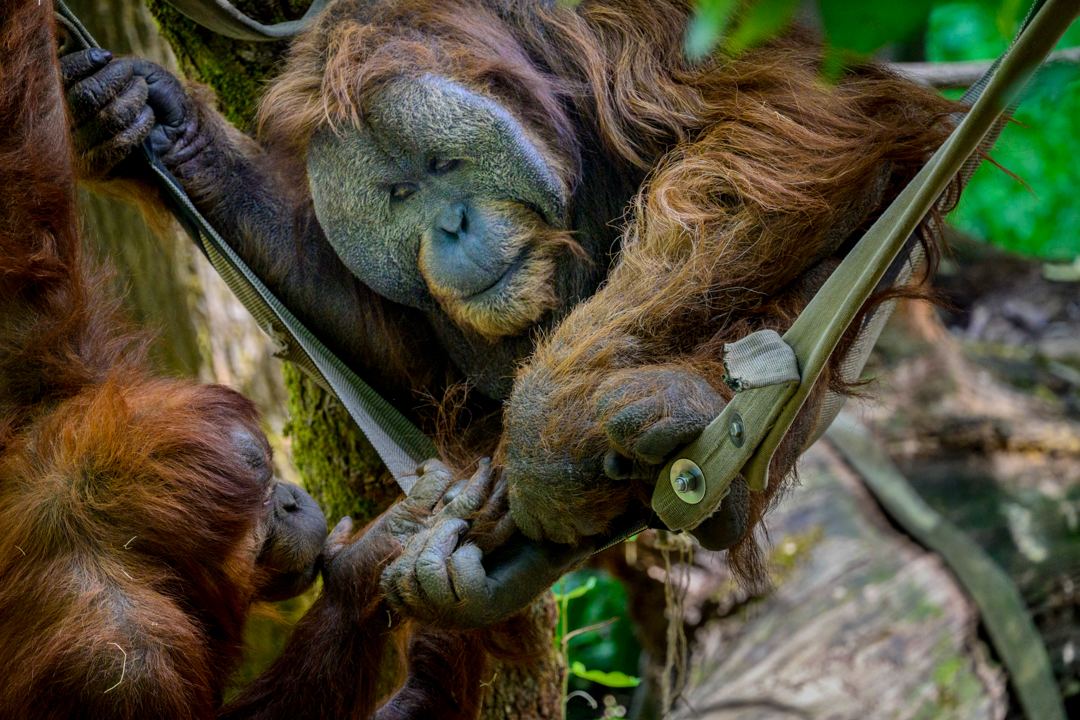 A bonded pair of orangutans (Pongo borneo) lounge on a summer day. Orangutans are only found in the wild on the forested islands of Borneo and Sumatra. The Woodland Park Zoo works in conjunction with the Gunung Palung Orangutan Conservation program in support of the Bornean orangutan’s survival. Orangutan’s conservation status is Critically Endangered.