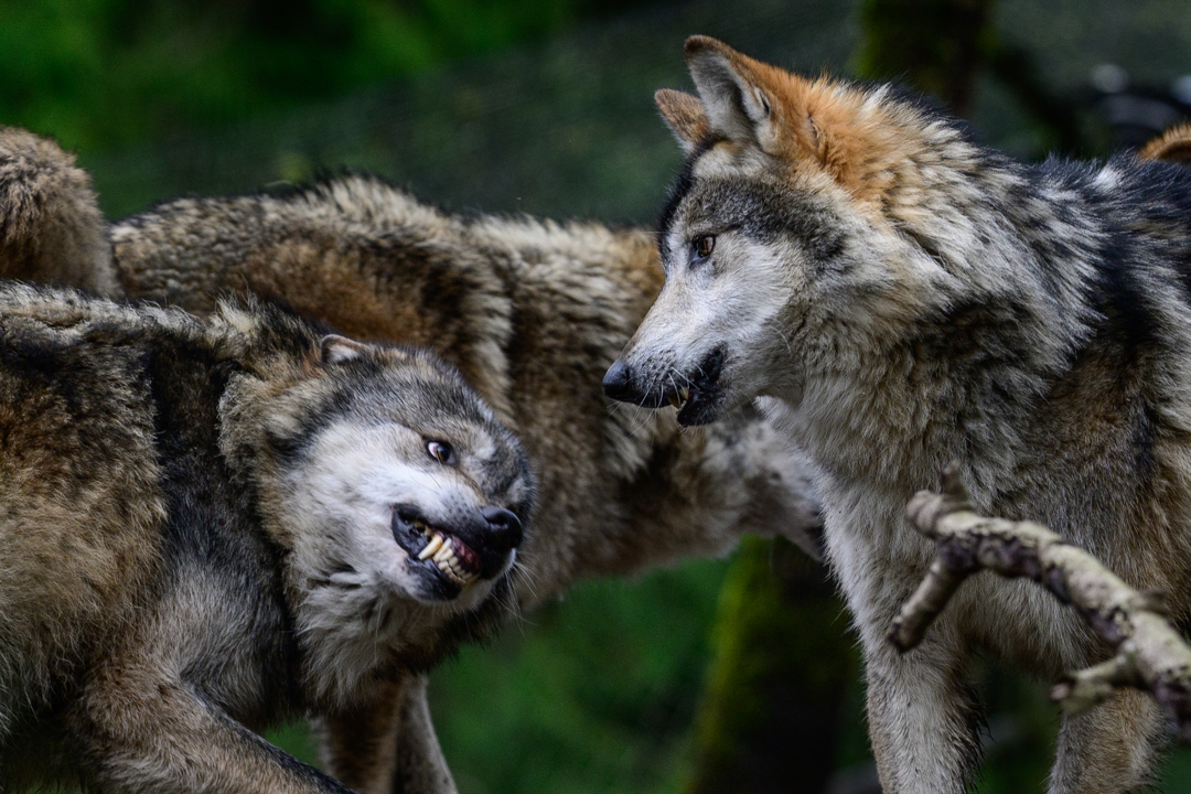 The four Gray Wolves (Canis Lupus), a subspecies of Mexican Wolf (Canis lupus baileyi), at the Woodland Park Zoo are curious and social by nature. This was on full display today. The brothers came to the PNW last fall and have settled in nicely. They have even struck up an unlikely friendship with the Elk (Cervus canadensis) next door. Among them, as with any wolf pack, there are postures and displays that maintain social cohesion rivaling a Shakespearean play.