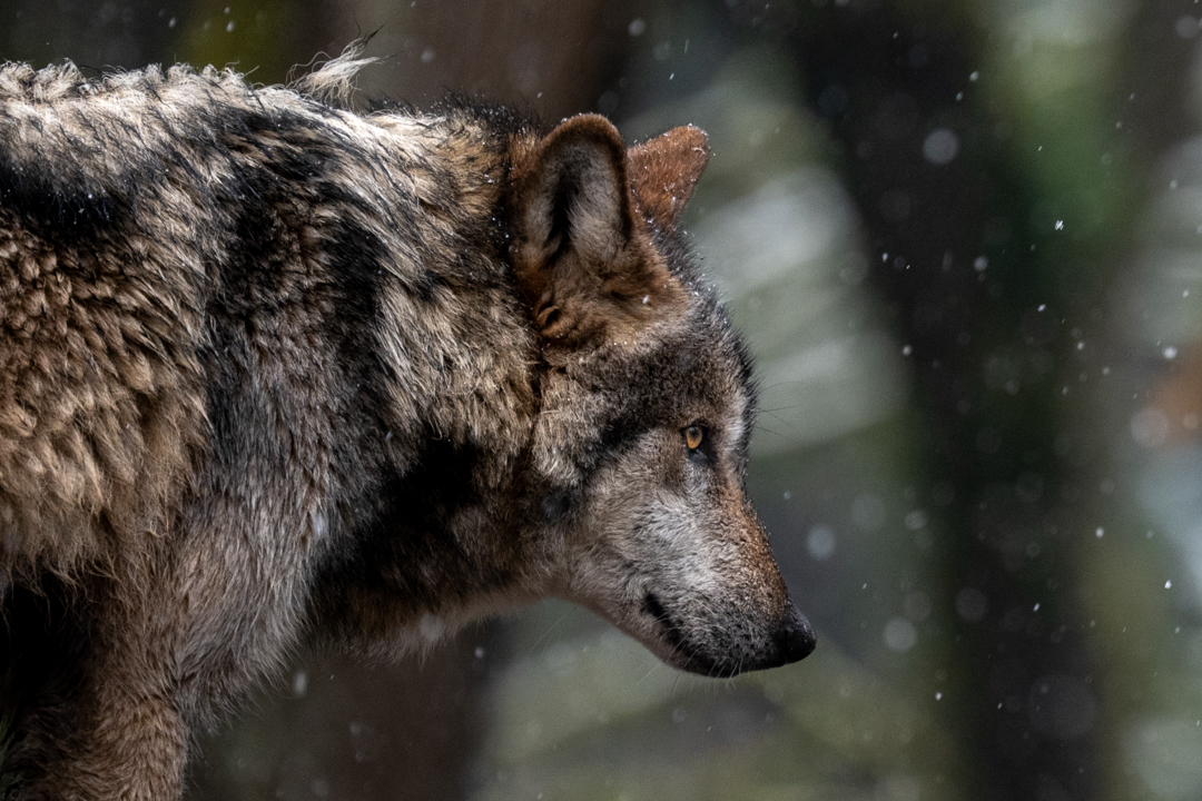 A rare snow day delighted the animals at the Woodland Park Zoo today. The four Mexican Gray Wolves (Canis lupus baileyi) now calling the PNW home came from California in the fall and probably haven’t seen snow often in their lives. The Mexican Wolf is the smallest subspecies of Gray Wolf and is critically endangered. In the 1980’s, there were only 5 in the wild. With much effort, there are now 300 in New Mexico and Arizona.