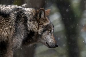 Seattle Animals Revel in Snow