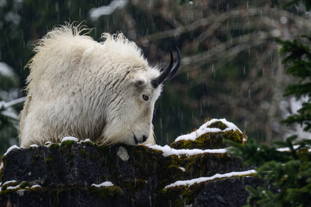 A rare snow day delighted the animals at the Woodland Park Zoo today. Mountain Goats (Oreamnos americanus) are not native to the Olympic Mountains and were negatively impacting the fragile alpine ecosystem. Luckily, the goats were native to North Cascades National Park. About 60 goats were captured and transported, with several settling at the WPZ.