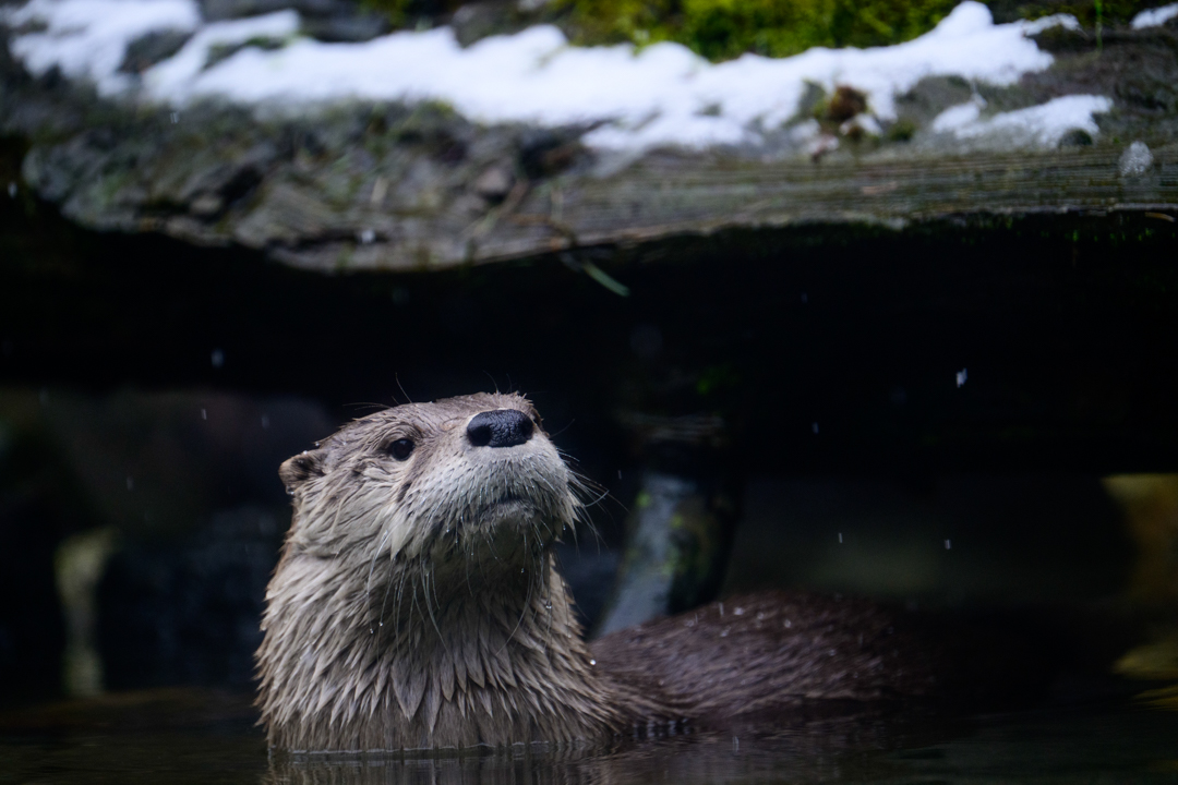 A rare snow day delighted the animals at the Woodland Park Zoo today. North American river otters (Lontra canadensis), Ziggy and Valkyrie, are part of the Living Northwest Exhibit. They are extremely playful, and visitors enjoy their theatrics.