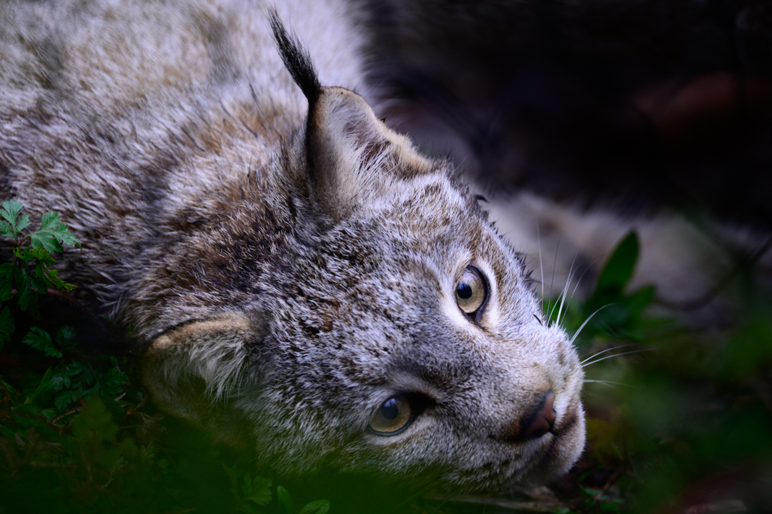 A Canadian Lynx (Lynx canadensis) explores its habitat at the Woodland Park Zoo. The close-up interaction with the animal shows off its distinctive tufts of fur on the ears and large paws, which act like snowshoes for visitors. The Lynx, part of the Living Northwest Trail, is endangered in Washington State.