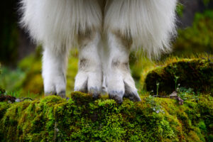 Mountain Goats show off.