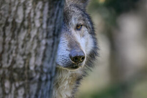 Spring is in the Air for Animals