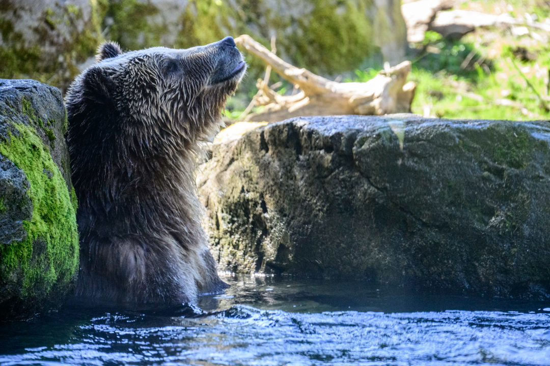 Fern, a Grizzly Bear (Ursus arctos horribilis), and Juniper, a Brown Bear (Ursus arctos) , play in their pool at the Woodland Park Zoo. The bears, orphaned as cubs in Montana and Alaska, are ambassadors for bear conservation efforts in the Pacific Northwest. Both were rescued as orphans in 2022 because they were too young to survive in the wild. They now live in the zoo's Living Northwest Trail, an exhibit designed to mimic their natural habitat.