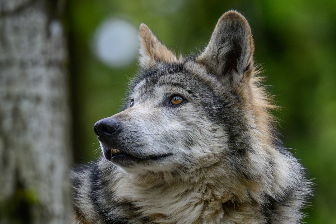 One of the Mexican Gray Wolves (Canis lupus baileyi) at Woodland Park Zoo looks skyward toward a thunderstorm in April 2026. The species recently reached a conservation milestone with the historic release of eight wolves into the wild in Durango, Mexico—the first time the "lobo" has roamed the state in nearly 50 years. Meanwhile, in the U.S., Arizona Governor Katie Hobbs vetoed House Bill 2787, which would have prohibited state agencies from cooperating with federal wolf reintroduction efforts.