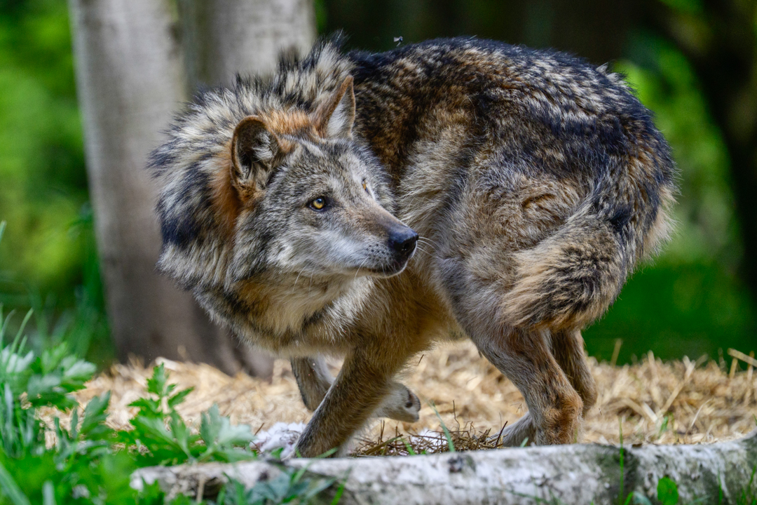 The Mexican Gray Wolves (Canis lupus baileyi) at the Woodland Park Zoo enjoy their afternoon food enrichments. The Mexican Gray Wolf is the smallest of the Gray Wolves and is considered critically endangered. The Woodland Park Zoo is part of the SAFE (Save Animals From Extinction) initiative.