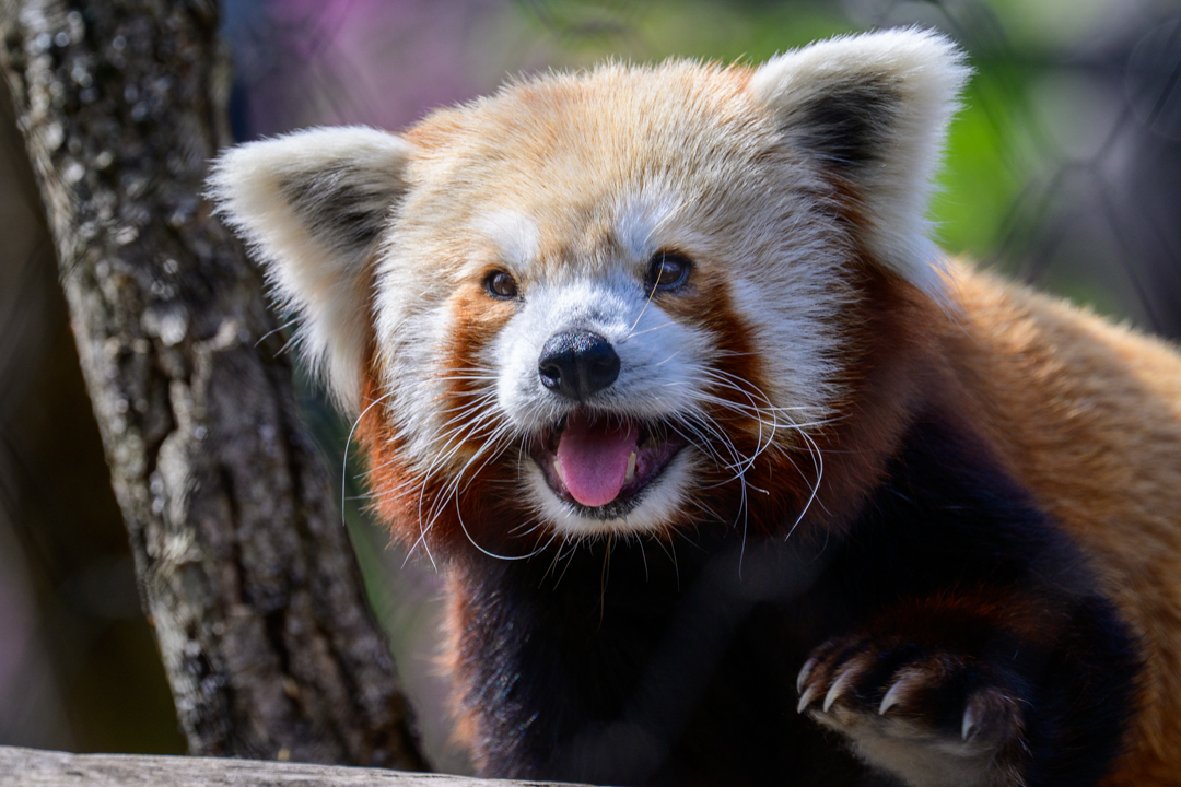 Carson the resident Red Panda (Ailurus fulgens) at the Woodland Park Zoo explores his new home in the Forest Trailhead exhibit. The 11 year old Red Panda now has two stories of vertical space to climb. The Forest Trailhead is a state of the art exhibit and opens May 1st. It features a treetop canopy path, a habitat gallery and conservation action called “forests for all”. A decade in the making this exhibit highlights conservation of 20 species that call forests home.
