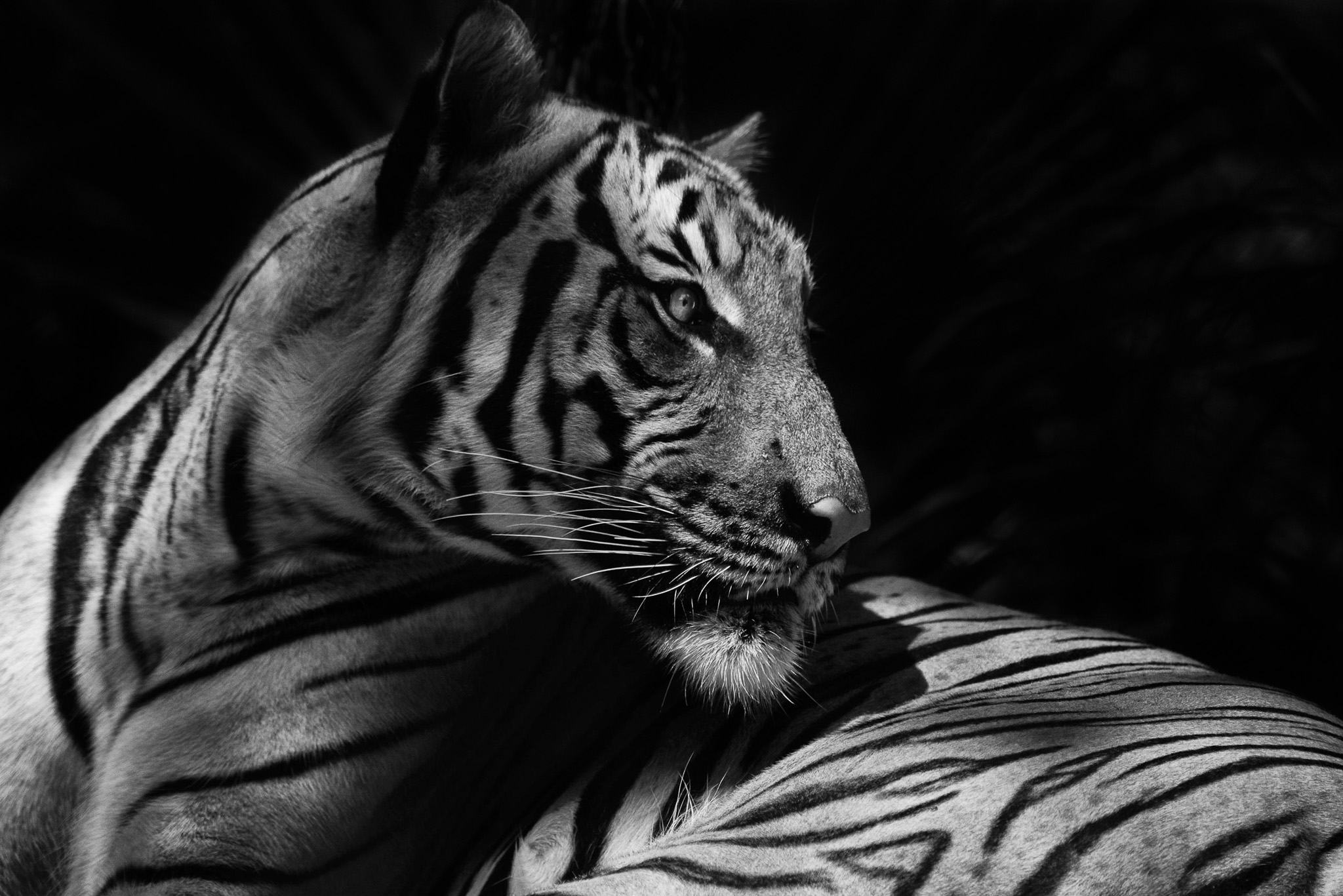 Animals