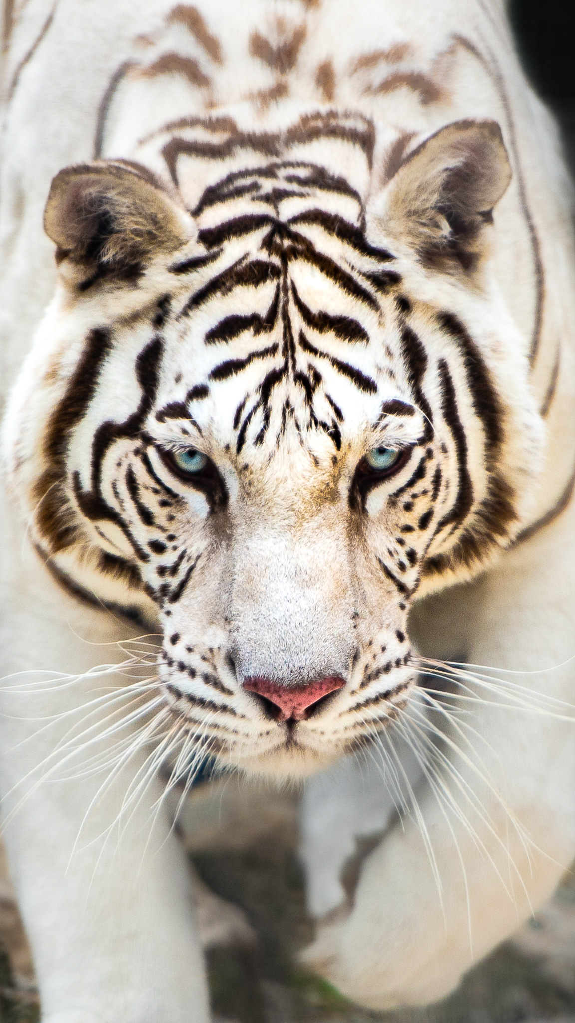 Animals