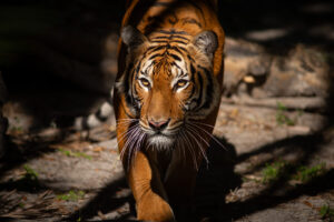 Mayalan Tiger