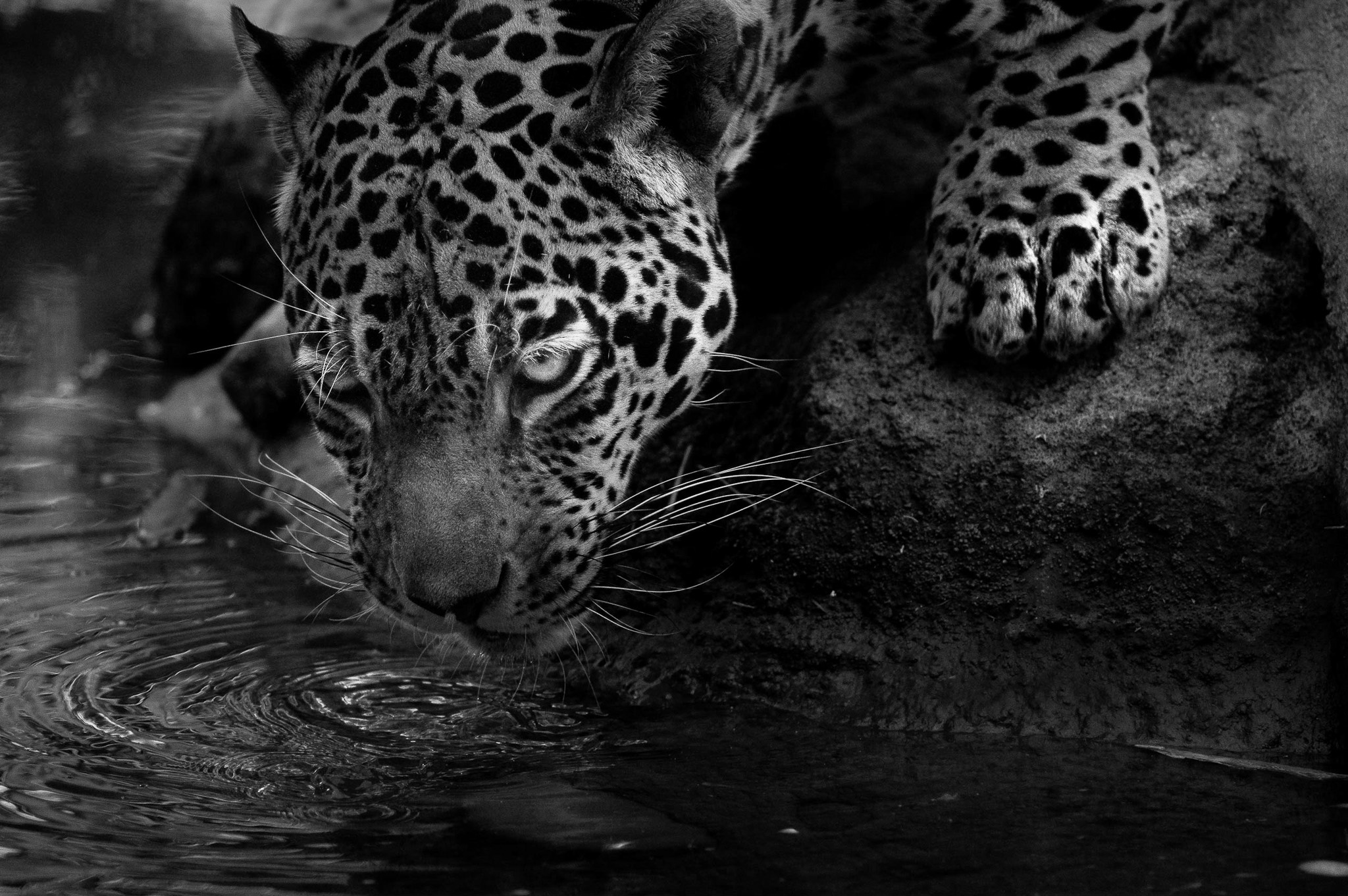 Animals