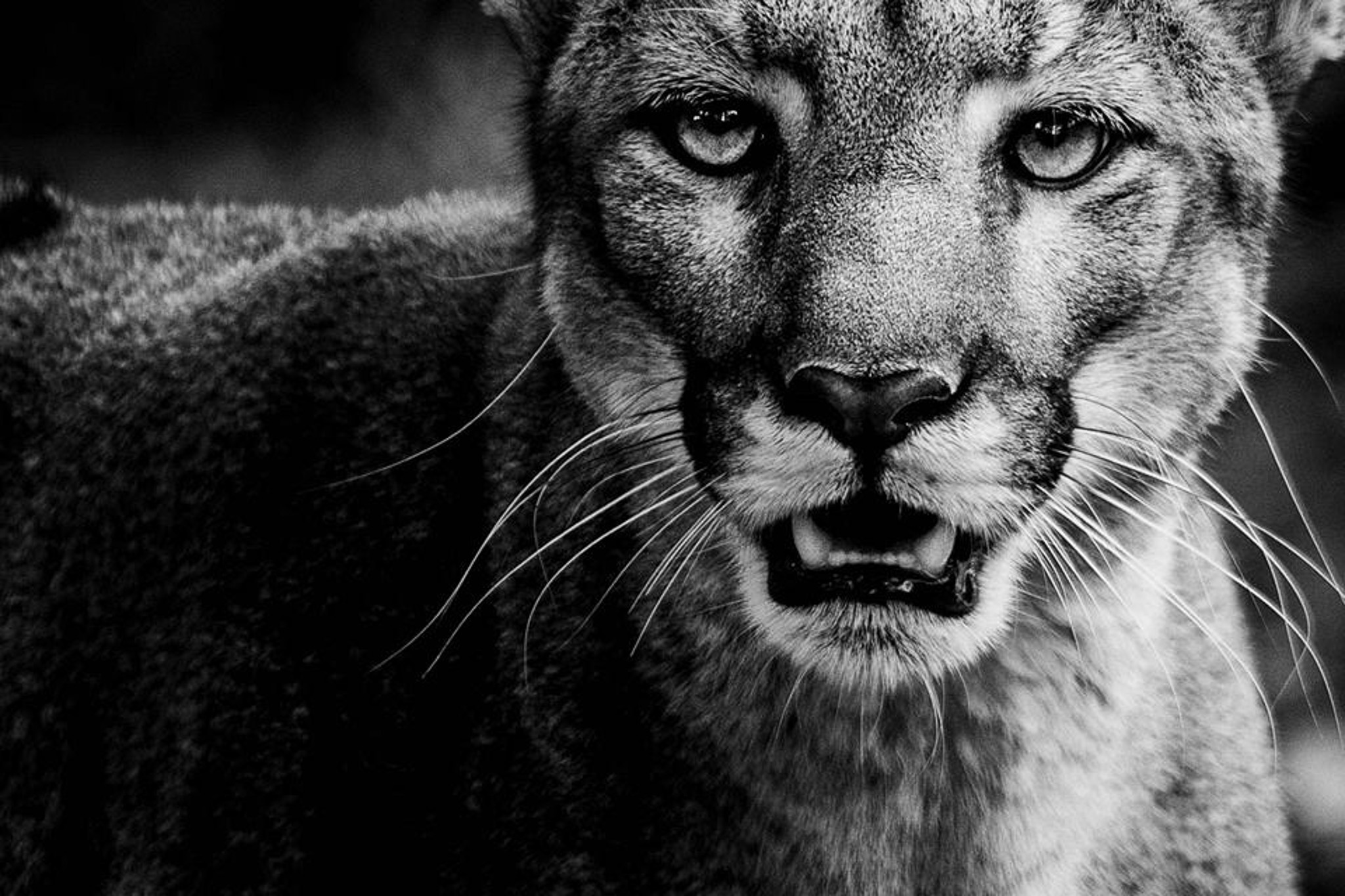 Animals