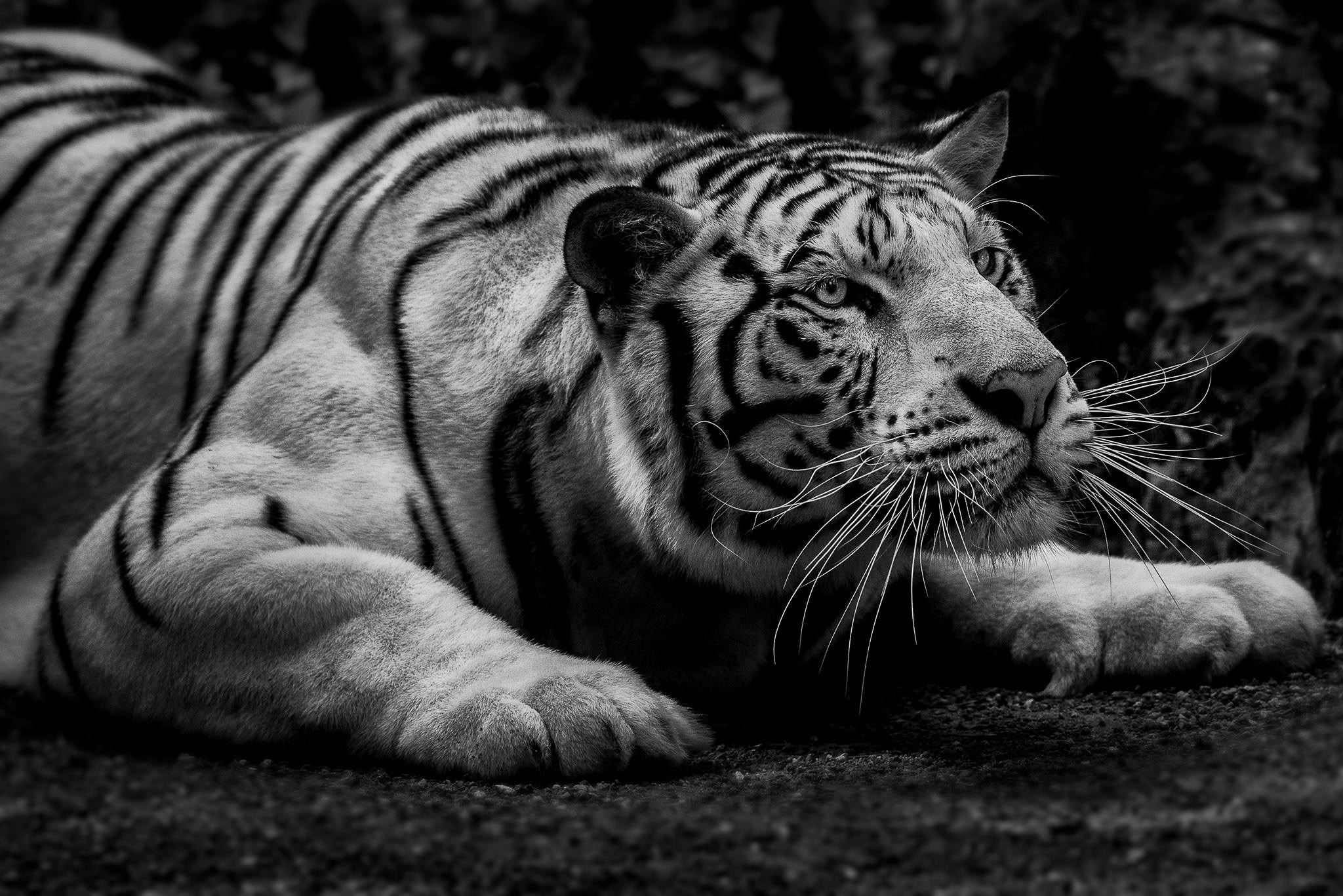 Animals