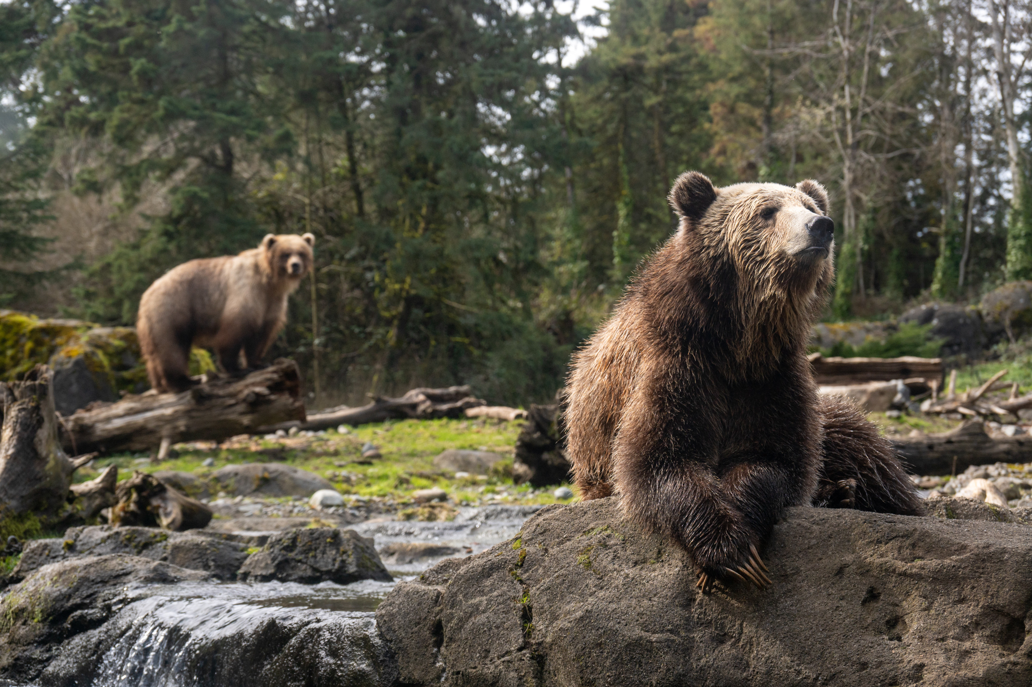 Fern, a three-year-old grizzly bear (Ursus arctos horribilis) rescued by the Woodland Park Zoo, enjoys some sunshine after waking up from a long winter nap. Bears worldwide will emerge from their winter torpor state, often called hibernation. Climate change may be impacting grizzly bear sleep patterns, with some bears emerging from their dens earlier or not entering torpor at all due to warmer temperatures and increased food availability.