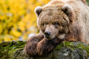 Brown Bear observes surroundings