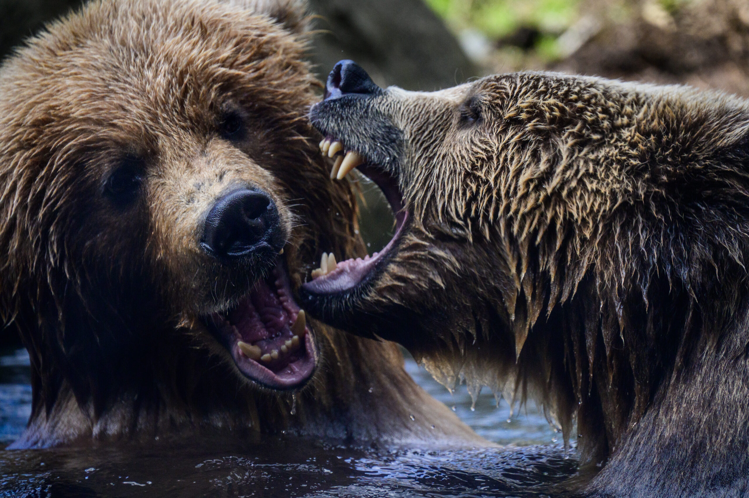 Fern and Juniper, two orphaned grizzly bears, playfully spar on an early spring day at the Woodland Park Zoo in Seattle.