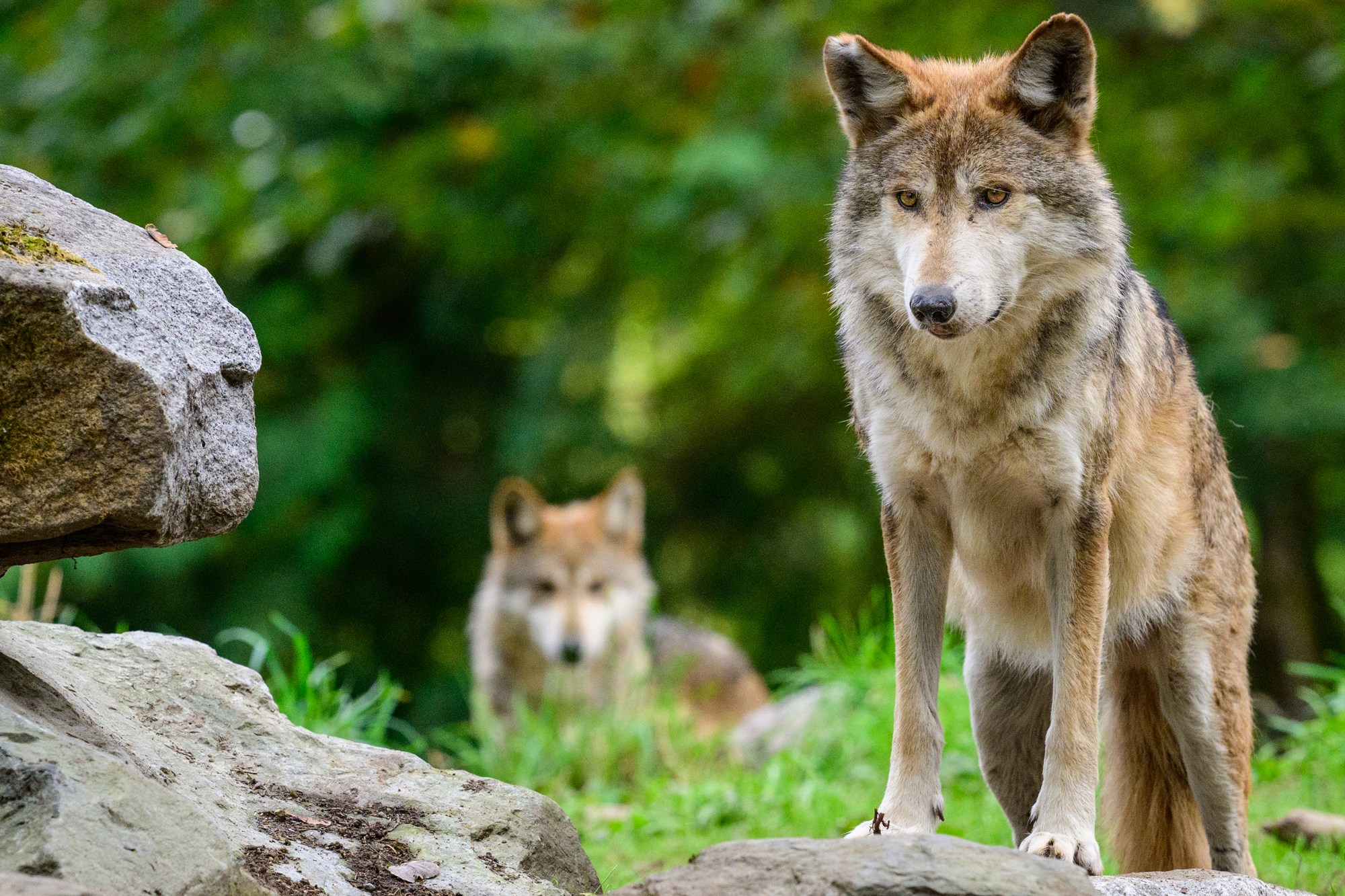 Four gray wolves arrived at Woodland Park Zoo a few weeks ago. They have settled in after being given some space to acclimatize to their new surroundings. These six-year-old males are brothers and were born at the California Wolf Center. They are a subspecies of the Gray Wolf, known as the Mexican Wolf, and as such, are critically endangered. They are participants in the SAFE initiative, saving animals from extinction. The Mexican Wolf once roamed throughout the Southwest.