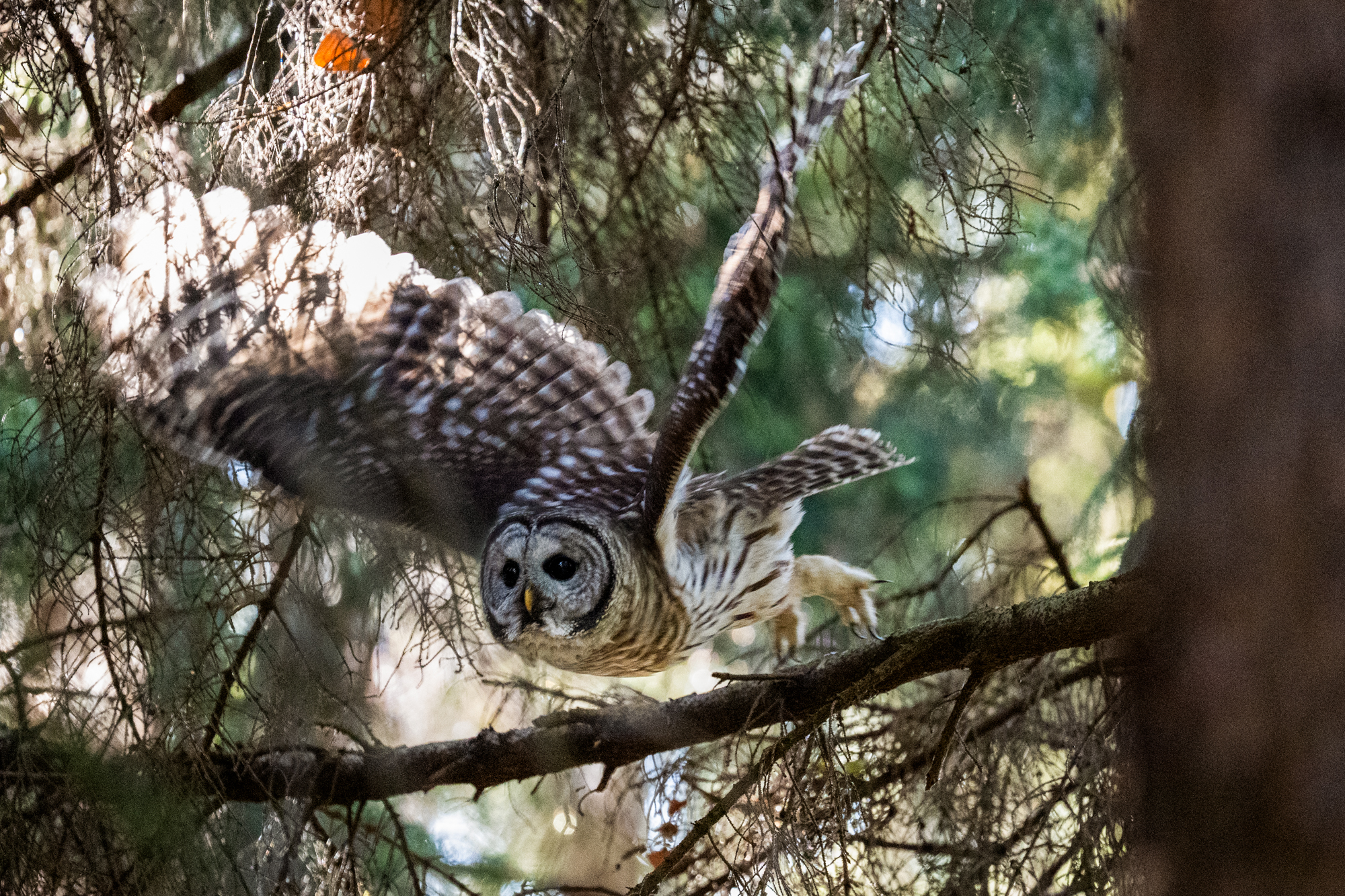A wild Barred Owl on an afternoon hunt in Woodland Park. Barred Owls are just one of the species that call Seattle Parks home. Barred Owls are native to the Eastern United States and made their way to the Pacific Northwest in the 1970s.