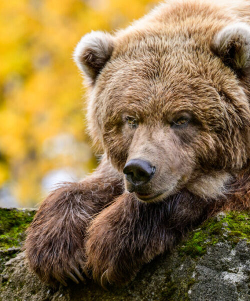 Brown Bear observes surroundings