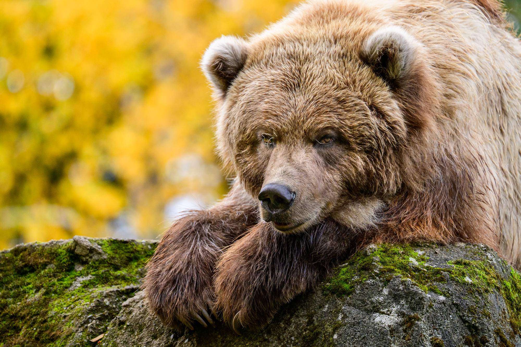 Juniper, a Coastal Brown Bear (Ursus arctos gyas), watches her surroundings. As the leaves change, a bear's activity levels change as well. Gone are the hyperactive days of hyperphage, where bears are in a constant state of hunger. As we get closer to winter, bears lounge, play, and ponder their surroundings as they wind down into a state of torpor. Bears that have enough food do not hibernate but will become inactive.