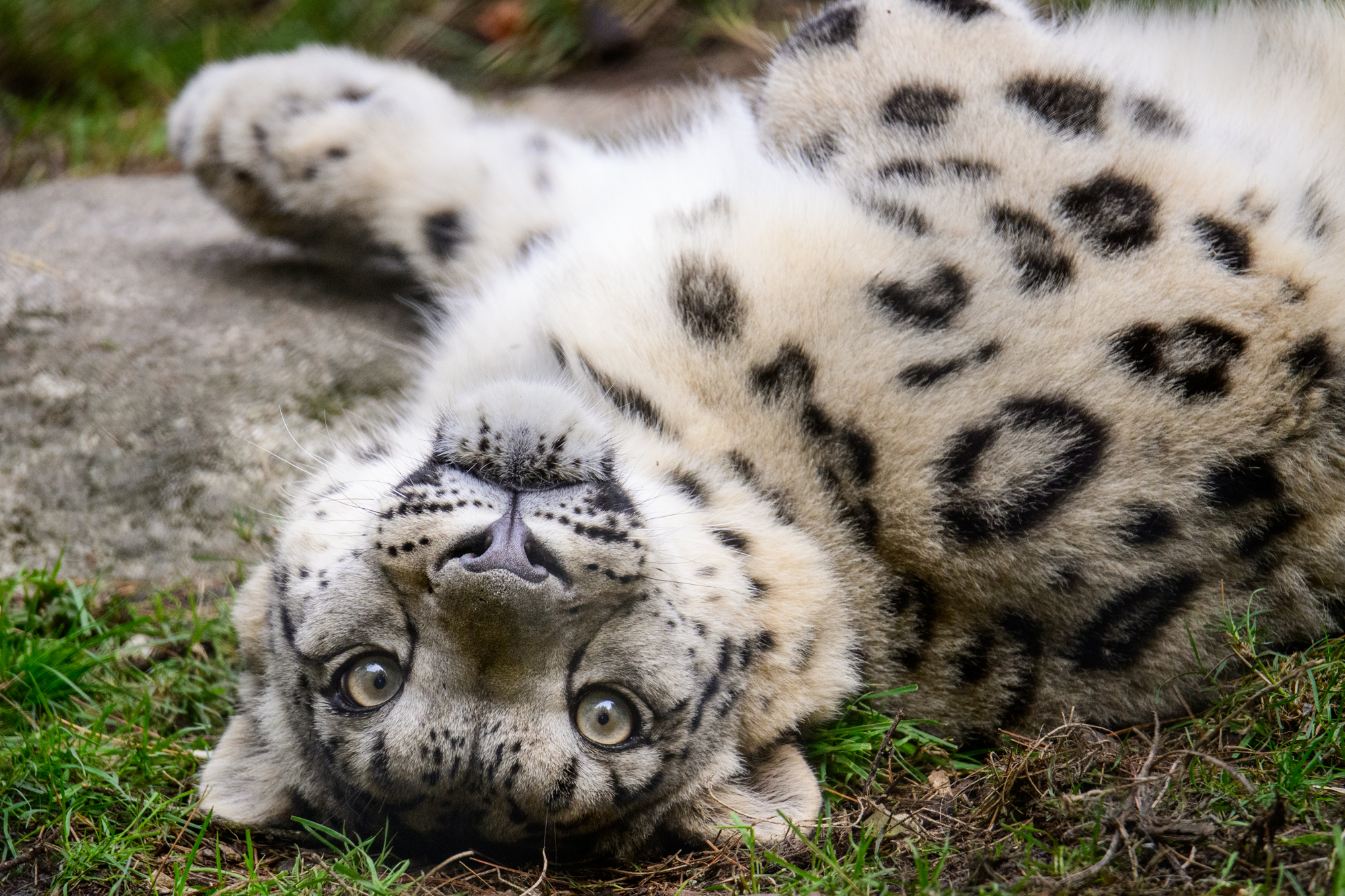 The Snow Leopard Cubs frolic, embracing the cooler fall weather. The Cubs were born in May 2024 as part of Woodland Park Zoo's conservation efforts. Snow Leopards, "ghosts of the mountains," are critically endangered and rarely seen in the wild. The cubs are part of a plan to increase the genetic diversity within the species. The Woodland Park Zoo partners with numerous conservation organizations, including the Snow Leopard Trust and the Snow Leopard Foundation of Kyrgyzstan.
