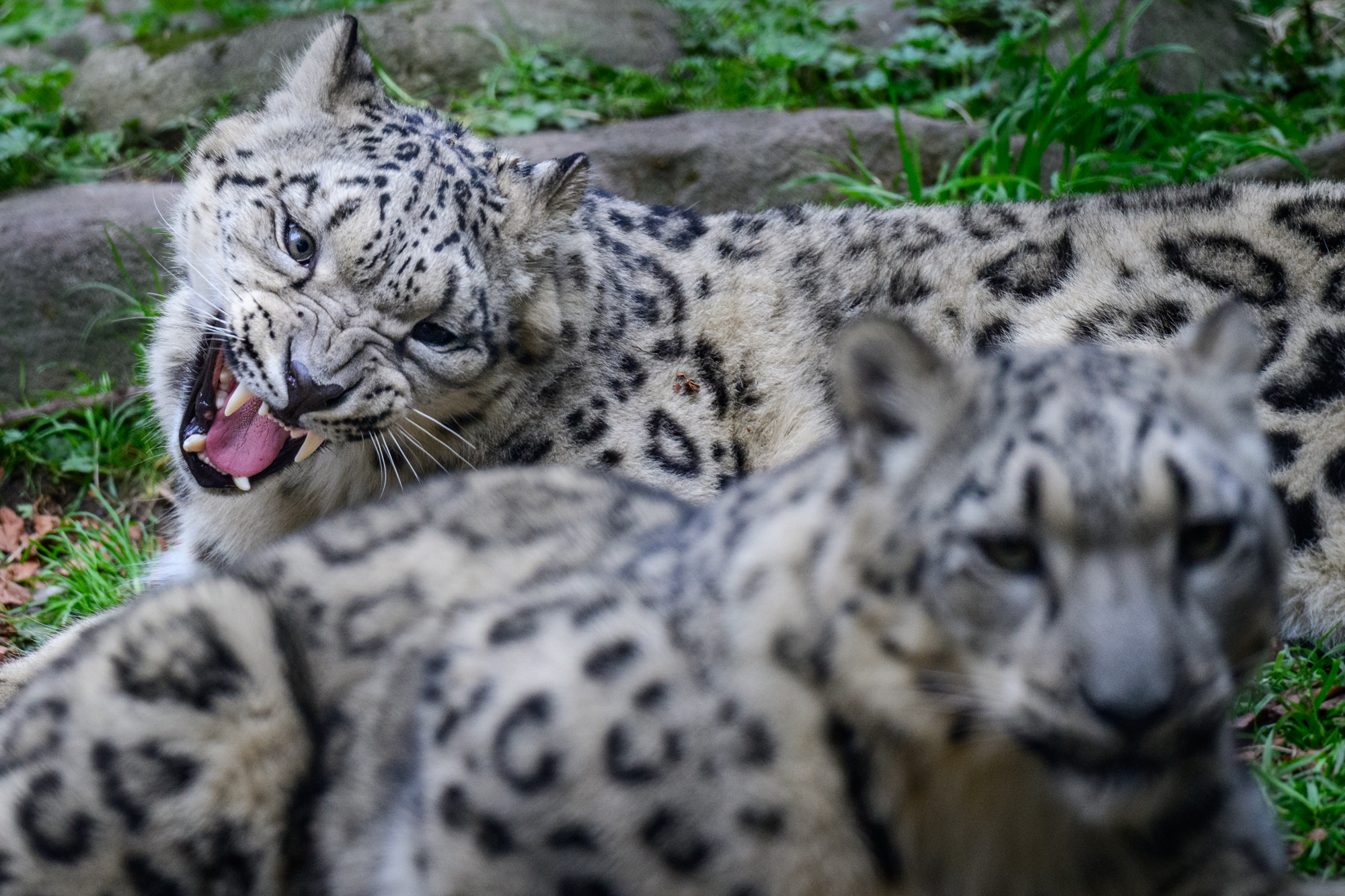 The Snow Leopard Cubs frolic, embracing the cooler fall weather. The Cubs were born in May 2024 as part of Woodland Park Zoo's conservation efforts. Snow Leopards, "ghosts of the mountains," are critically endangered and rarely seen in the wild. The cubs are part of a plan to increase the genetic diversity within the species. The Woodland Park Zoo partners with numerous conservation organizations, including the Snow Leopard Trust and the Snow Leopard Foundation of Kyrgyzstan.