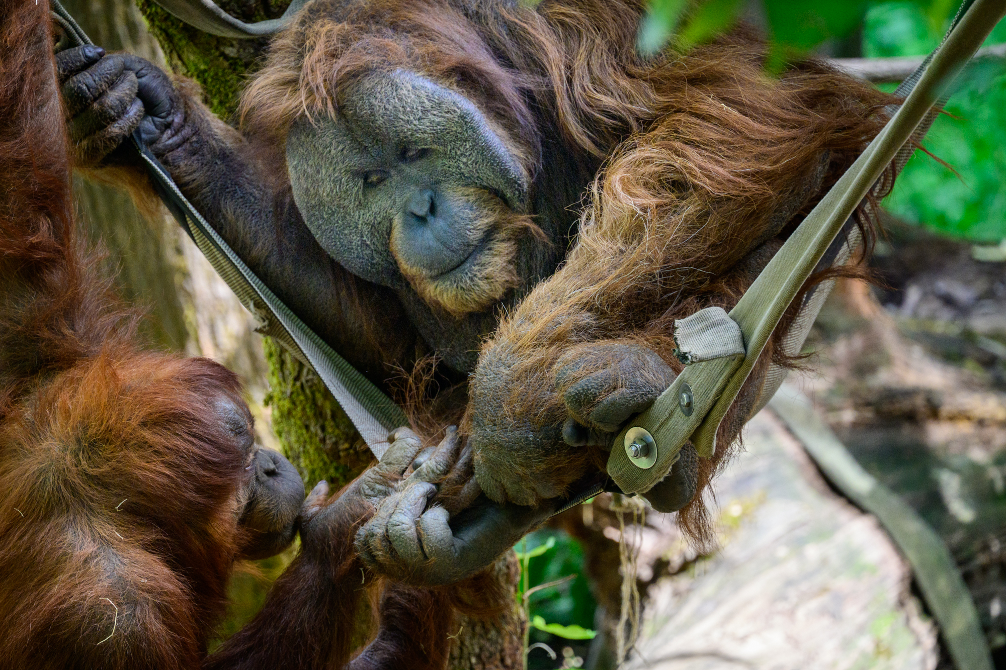 A bonded pair of orangutans (Pongo borneo) lounge on a summer day. Orangutans are only found in the wild on the forested islands of Borneo and Sumatra. The Woodland Park Zoo works in conjunction with the Gunung Palung Orangutan Conservation program in support of the Bornean orangutan’s survival. Orangutan’s conservation status is Critically Endangered.