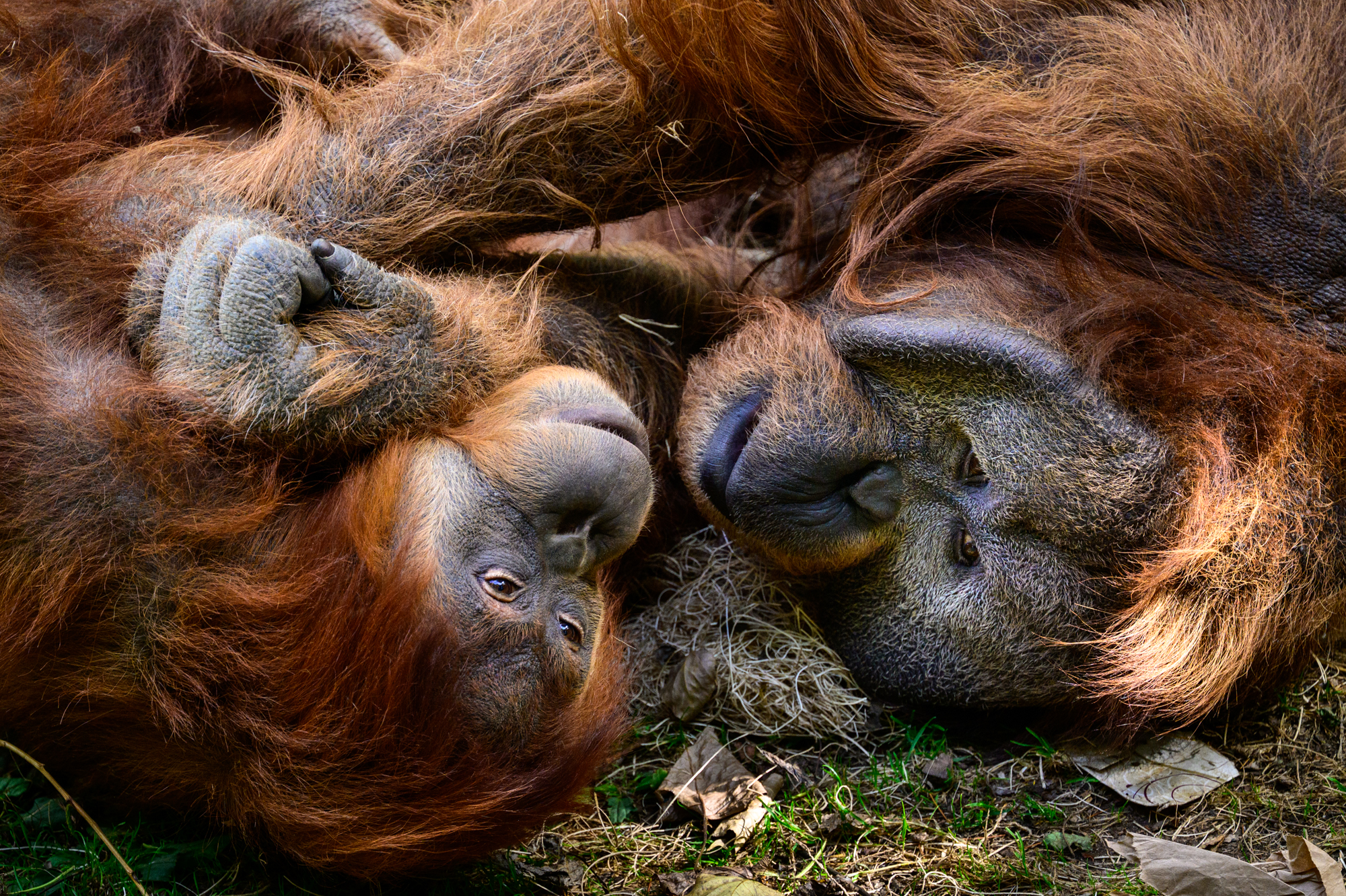 A bonded pair of orangutans (Pongo borneo) lounge on a summer day. Orangutans are only found in the wild on the forested islands of Borneo and Sumatra. The Woodland Park Zoo works in conjunction with the Gunung Palung Orangutan Conservation program in support of the Bornean orangutan’s survival. Orangutan’s conservation status is Critically Endangered.