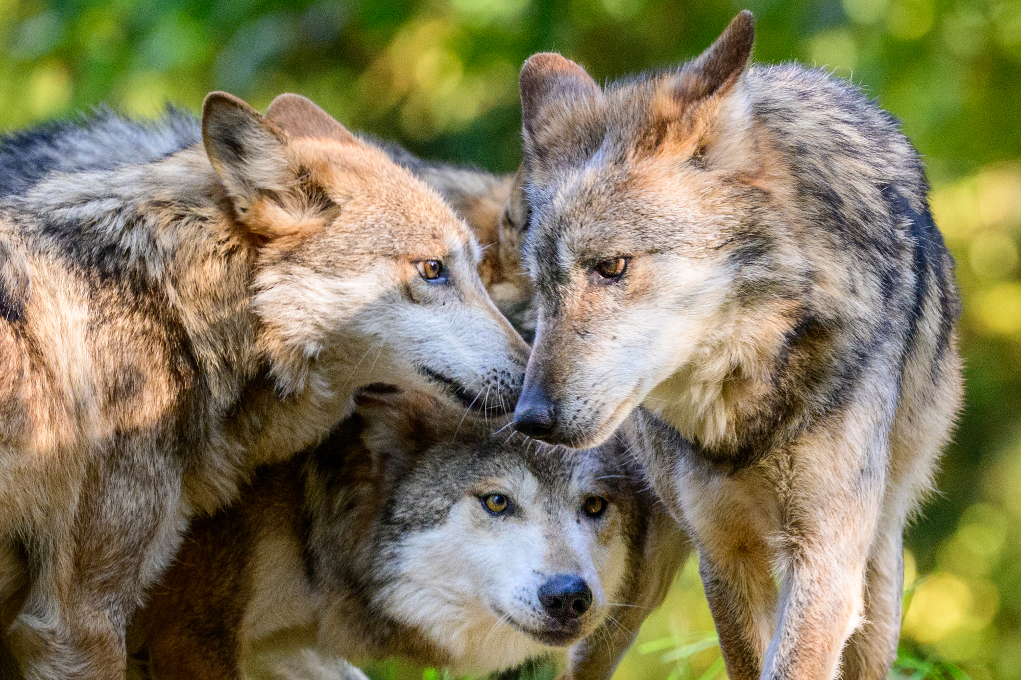 Four gray wolves arrived at Woodland Park Zoo a few weeks ago. They have settled in after being given some space to acclimatize to their new surroundings. These six-year-old males are brothers and were born at the California Wolf Center. They are a subspecies of the Gray Wolf, known as the Mexican Wolf, and as such, are critically endangered. The Zoo is a participant in the SAFE initiative, saving animals from extinction. The Mexican Wolf once roamed throughout the Southwest.
