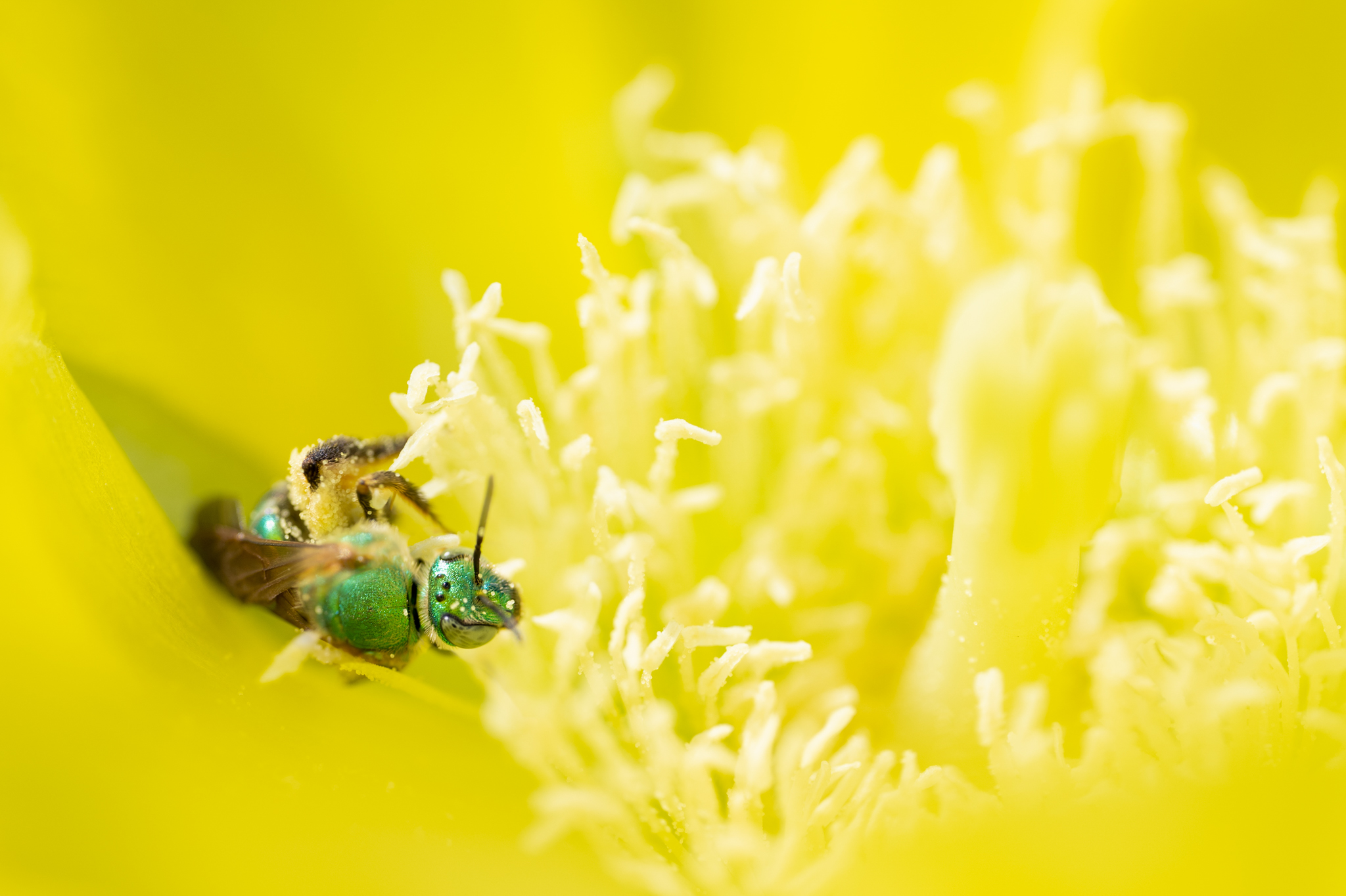 May 24, 2023, West Palm Beach, Florida. A Metallica Green Sweat Bee gathers pollen in a cactus flower at Mounts Botanical Garden.