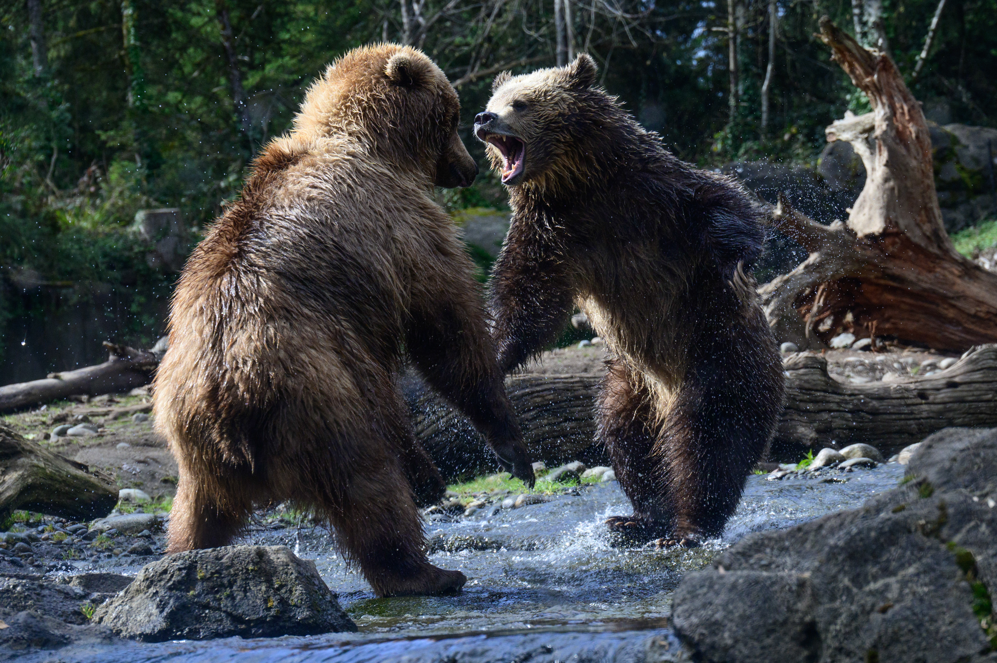 Fern and Juniper, two orphaned grizzly bears, playfully spar on an early spring day at the Woodland Park Zoo in Seattle.