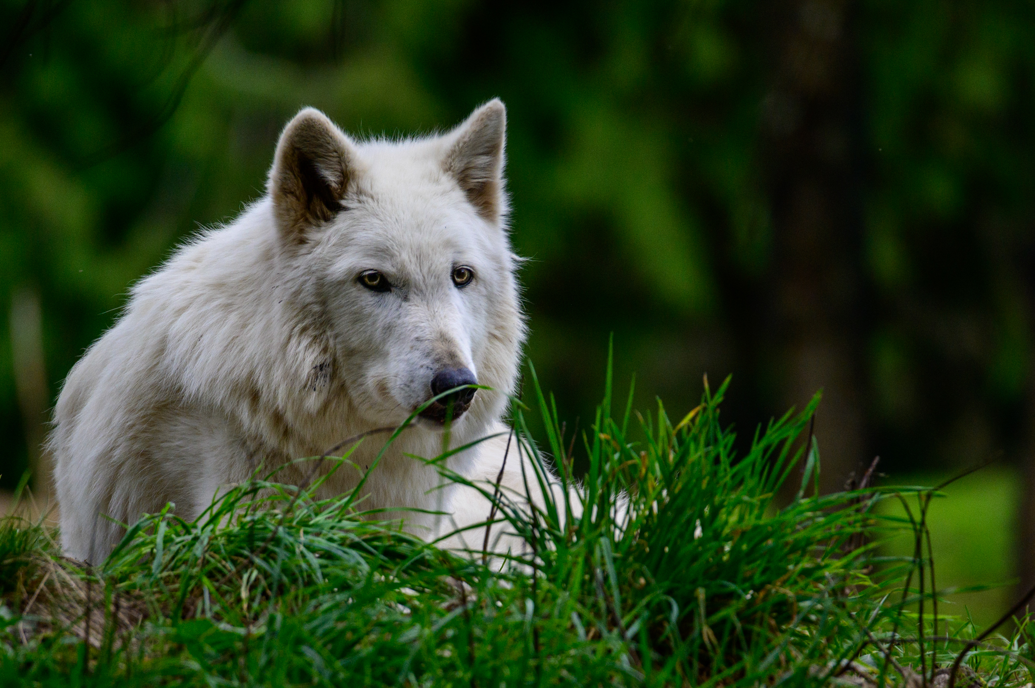 Shila, a 14-year-old gray wolf is recuperating from a unique and innovative surgical procedure. She received a pacemaker to treat a life-threatening heart condition according to Zoo officials.