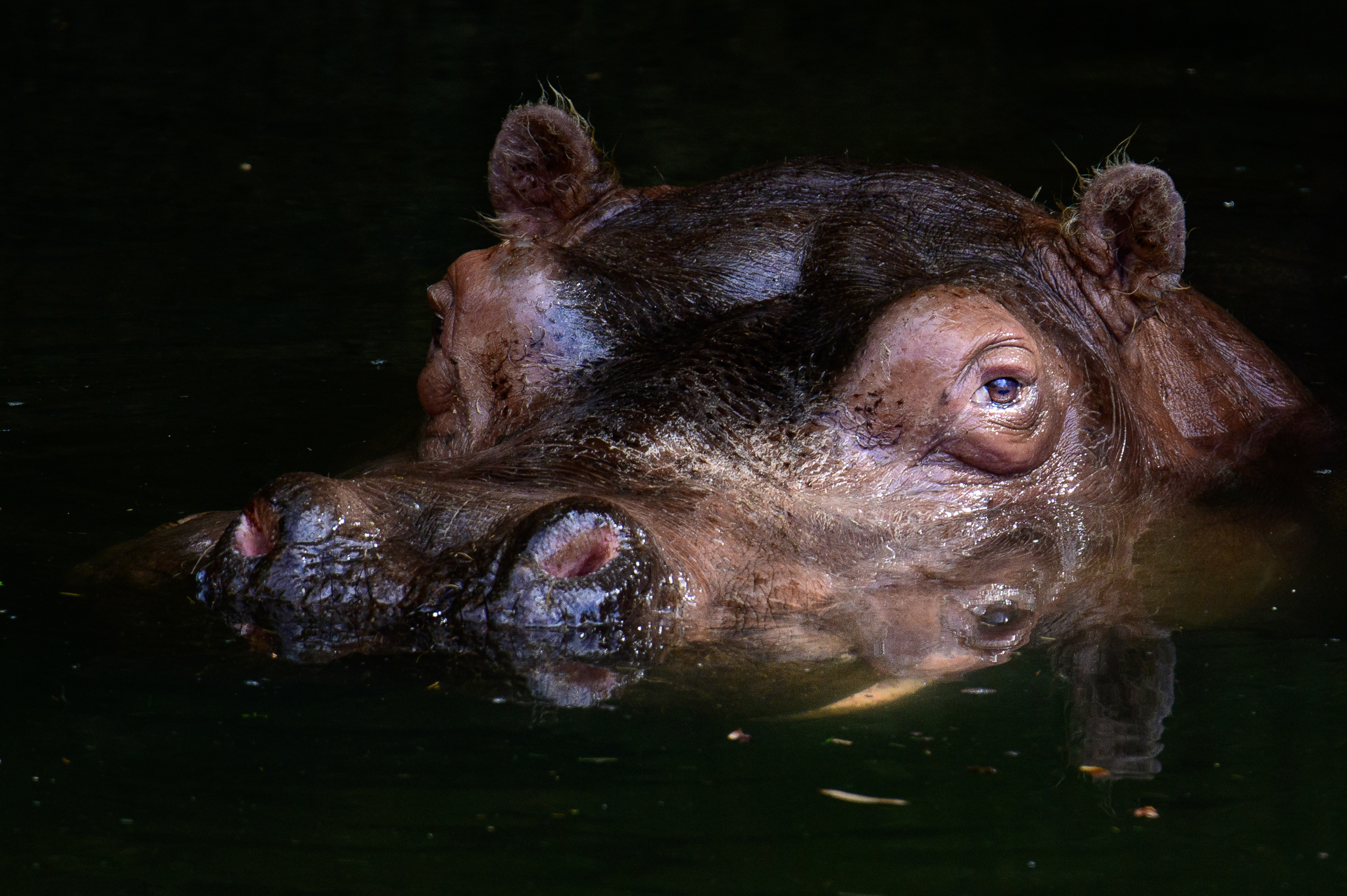 A watchful Hippopotamus at the Woodland Park Zoo.