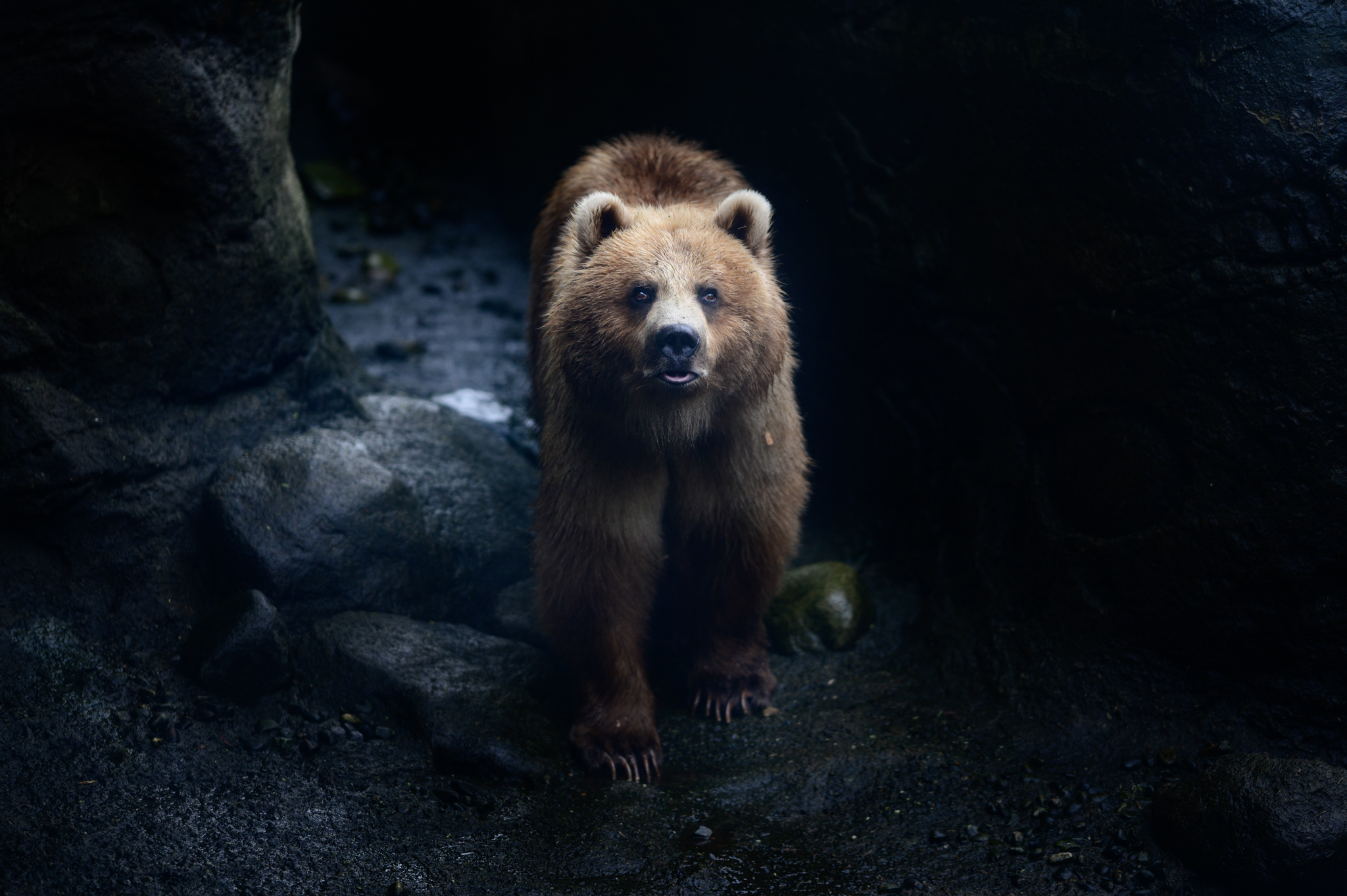 The National Park Service and U.S. Fish and Wildlife have finalized a plan to reintroduce Grizzly Bears to North Cascades National Park. The plan calls for 3 to 7 bears to be released yearly, with a target of 25. From there, the hope is that the population will grow to 200.