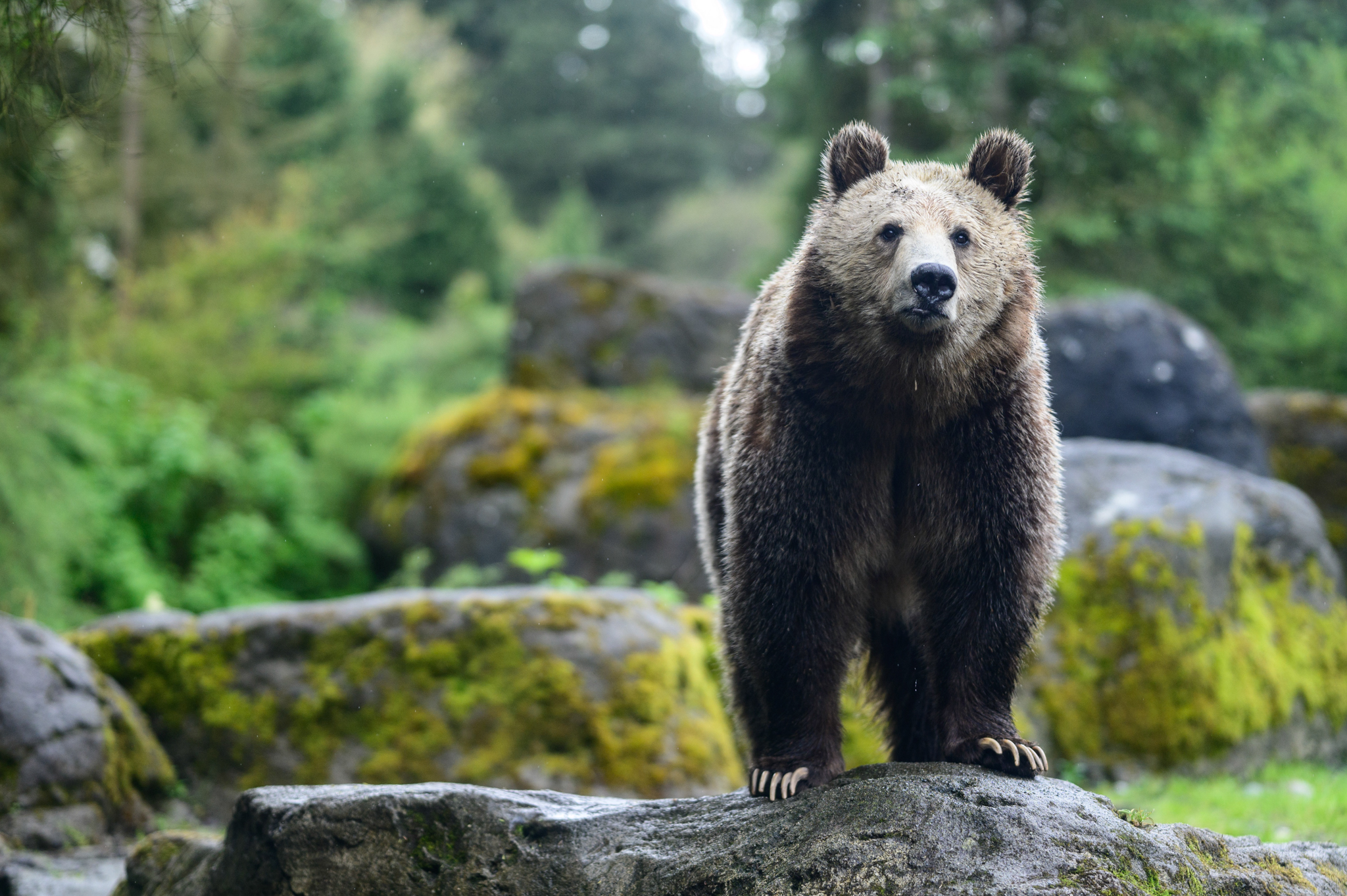 The National Park Service and U.S. Fish and Wildlife have finalized a plan to reintroduce Grizzly Bears to North Cascades National Park. The plan calls for 3 to 7 bears to be released yearly, with a target of 25. From there, the hope is that the population will grow to 200.