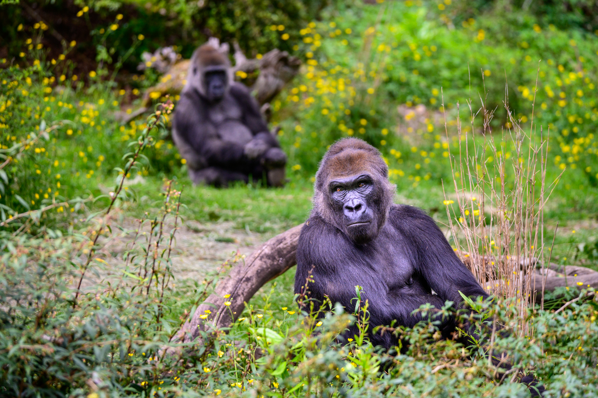 May 17th is Endangered Species Day. The Woodland Park Zoo has two gorilla troops. The Mountain gorilla is on the top ten list of critically endangered species, with political instability and human encroachment considered the significant impediments to its survival. Akenji, a Gorilla at the Zoo is pregnant and do to give birth in July.