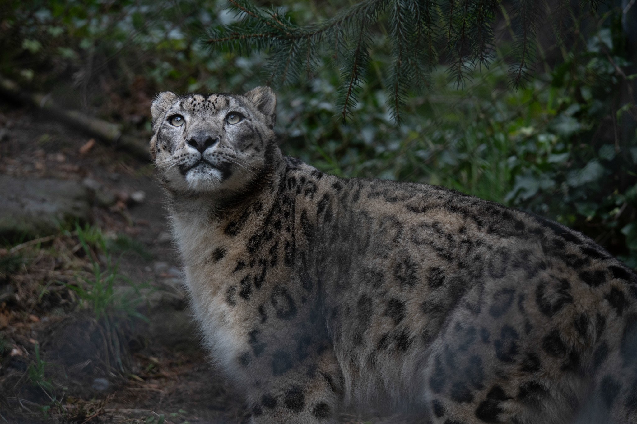 Celebrating World Wildlife Day at Woodland Park Zoo. Three Snow Leopards were born there last year and are growing by the day. The Snow Leopard Trust, based in Seattle, works with the Snow Leopard Foundation of Kyrgyzstan, focusing on education, habitat protection, and anti-poaching initiatives.