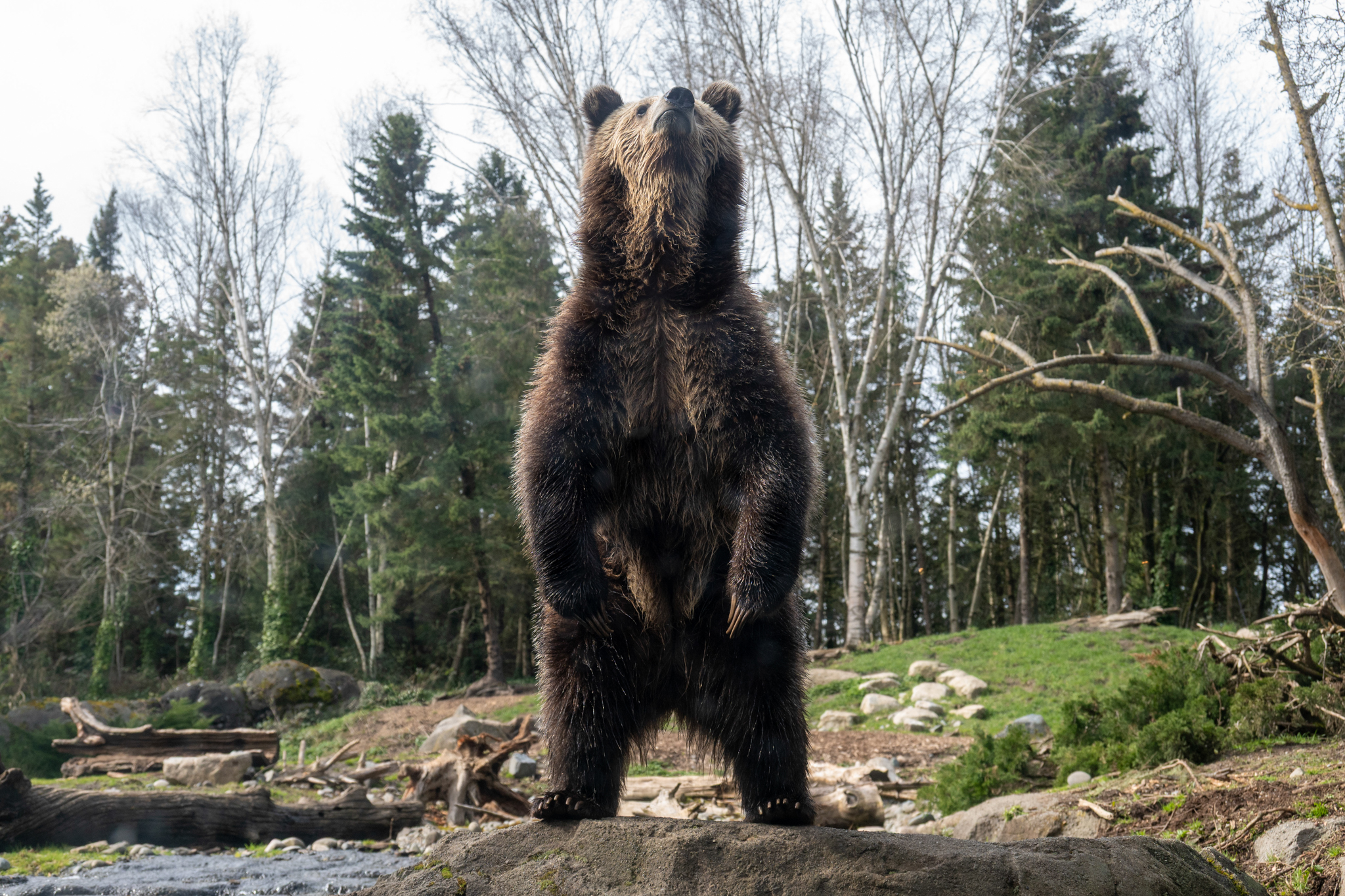 Fern, a three-year-old grizzly bear (Ursus arctos horribilis) rescued by the Woodland Park Zoo, enjoys some sunshine after waking up from a long winter nap. Bears worldwide will emerge from their winter torpor state, often called hibernation. Climate change may be impacting grizzly bear sleep patterns, with some bears emerging from their dens earlier or not entering torpor at all due to warmer temperatures and increased food availability.