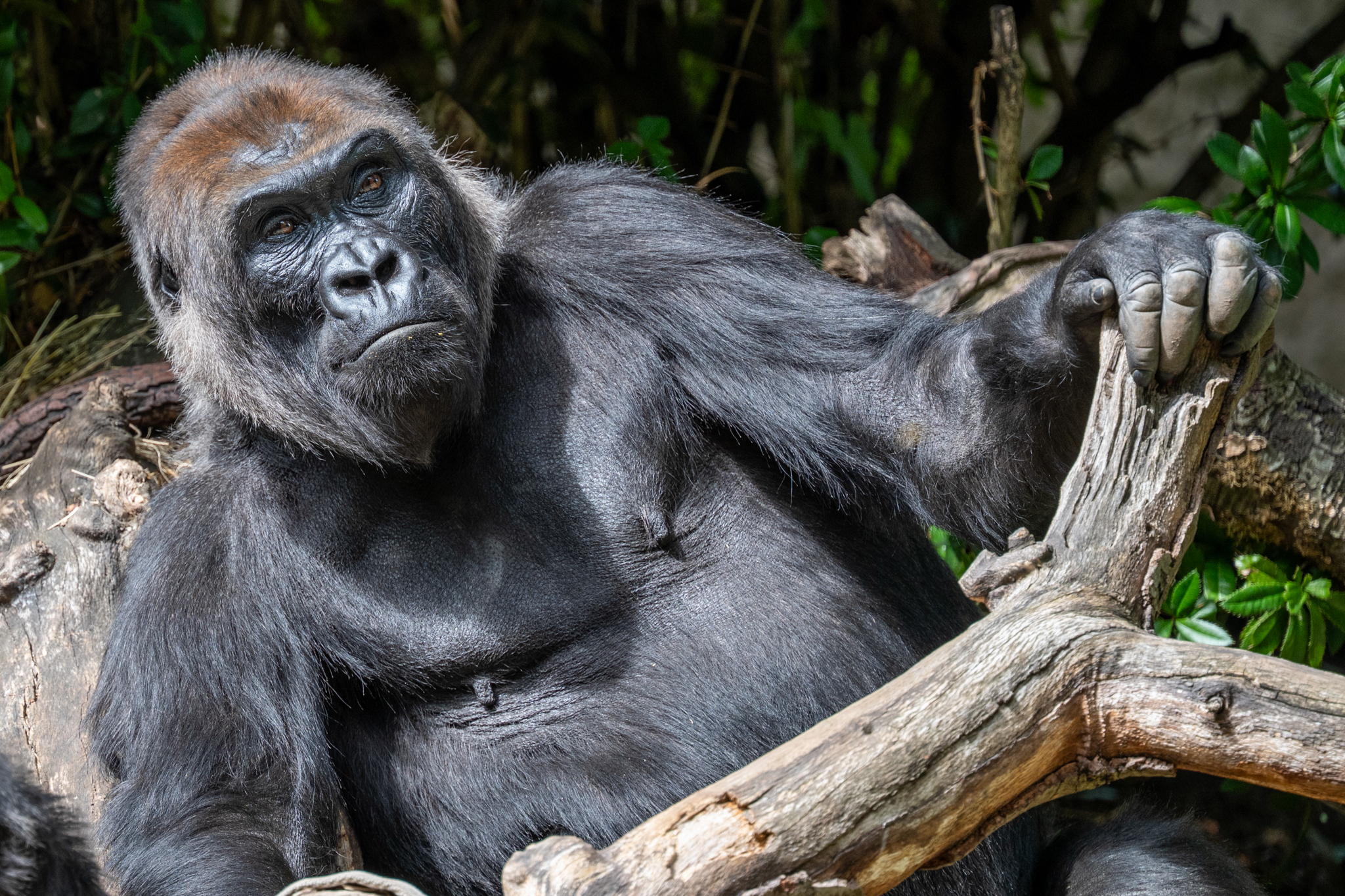Lowland Gorillas, Gorilla Gorilla, seemingly kabitz in the sun at Woodland Park Zoo. While the western lowland gorilla is the most numerous and widespread of all gorilla subspecies, their conservation status is still Critically Endangered.