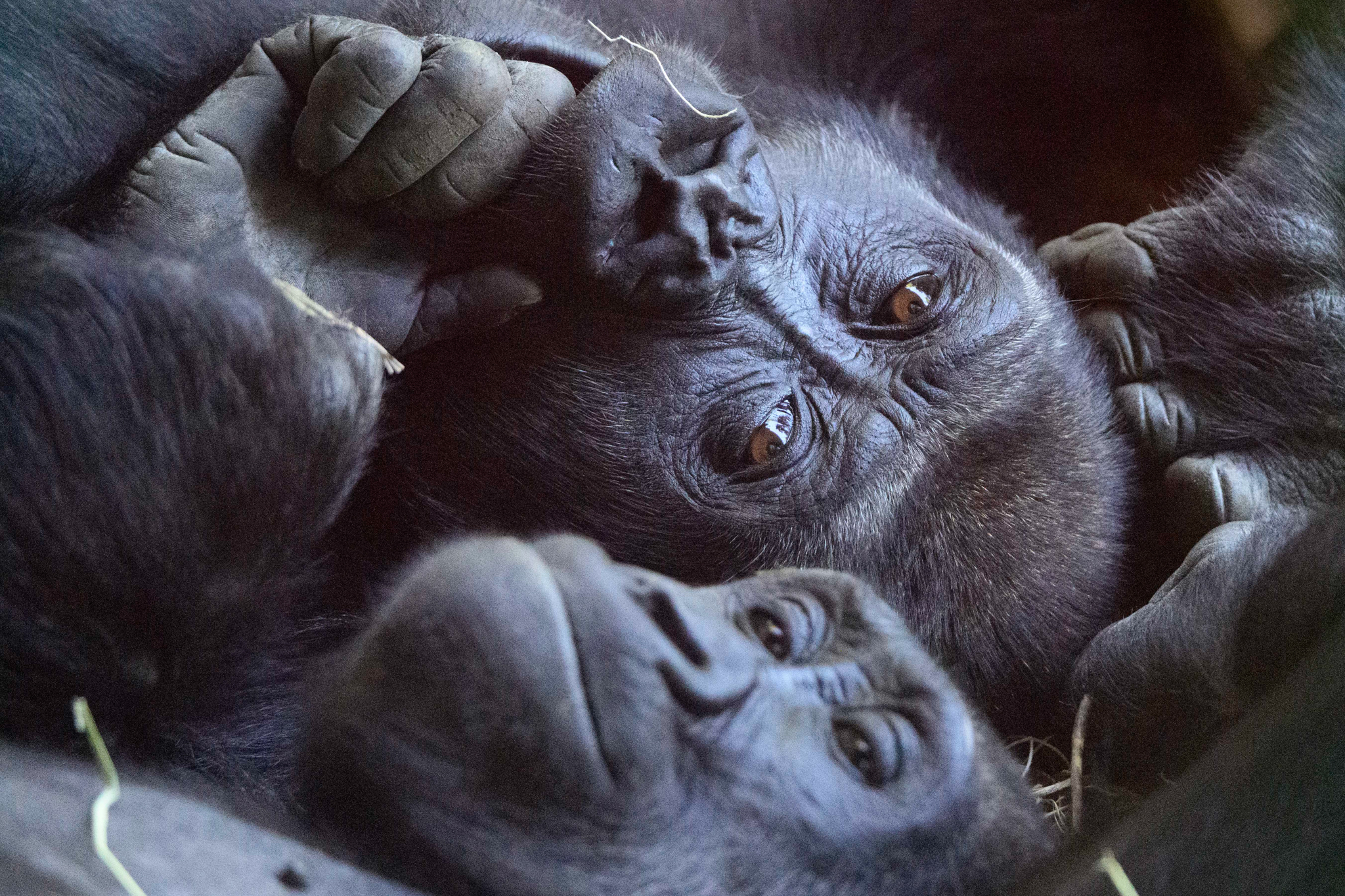 It's World Gorilla Day, and at the Woodland Park Zoo, one of the families of western lowland gorillas celebrates by napping and play-fighting before snacks. The Zoo is a participant in the Western Lowland Gorilla Species Survival Plan, a breeding program designed to maintain the genetic diversity of the critically endangered species. Additionally, the Zoo participates in a cell phone recycling program to support conservation efforts in the Congo Basin.