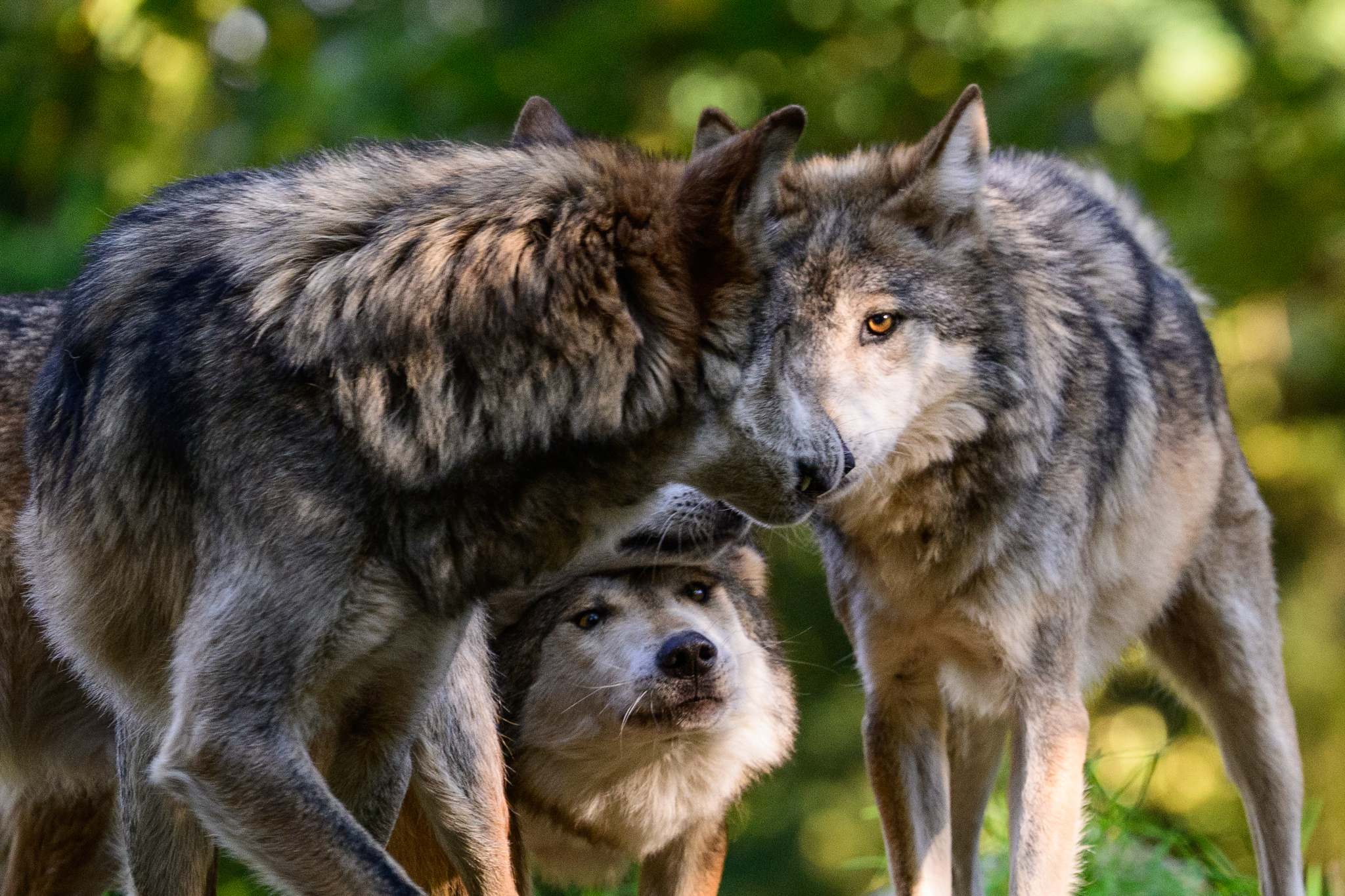 Four gray wolves arrived at Woodland Park Zoo a few weeks ago. They have settled in after being given some space to acclimatize to their new surroundings. These six-year-old males are brothers and were born at the California Wolf Center. They are a subspecies of the Gray Wolf, known as the Mexican Wolf, and as such, are critically endangered. The Zoo is a participant in the SAFE initiative, saving animals from extinction. The Mexican Wolf once roamed throughout the Southwest.