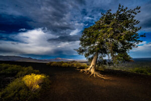 Tree of resilience