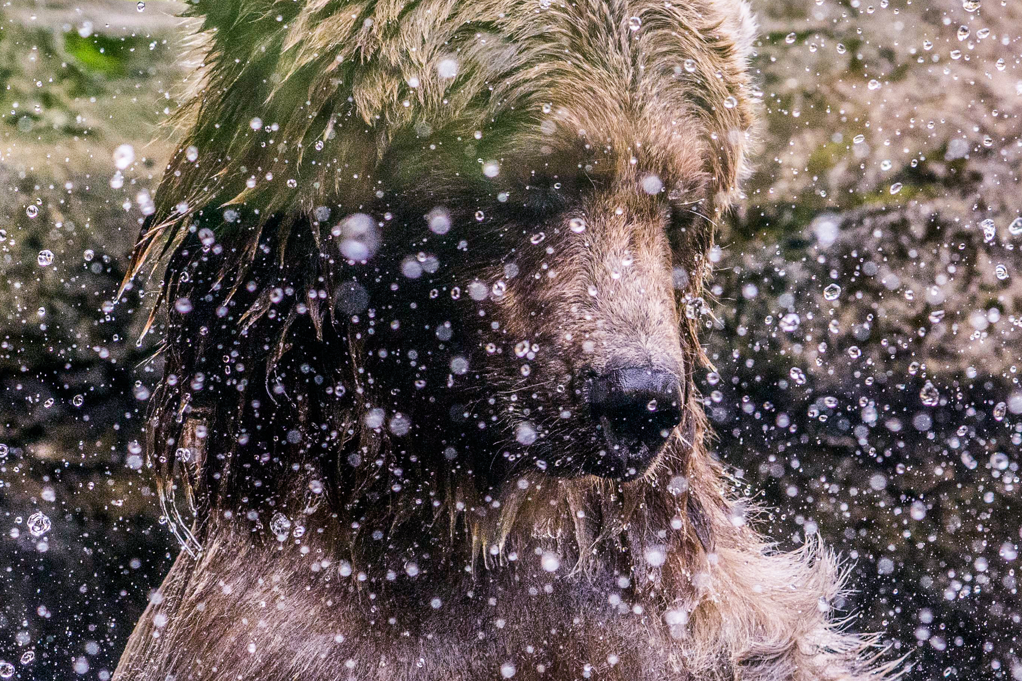 Juniper, a brown bear (Ursus Arctos) from Alaska, wrestles with a large log in her enclosure’s pond at the Woodland Park Zoo. Juniper was rescued after she was orphaned as a cub.