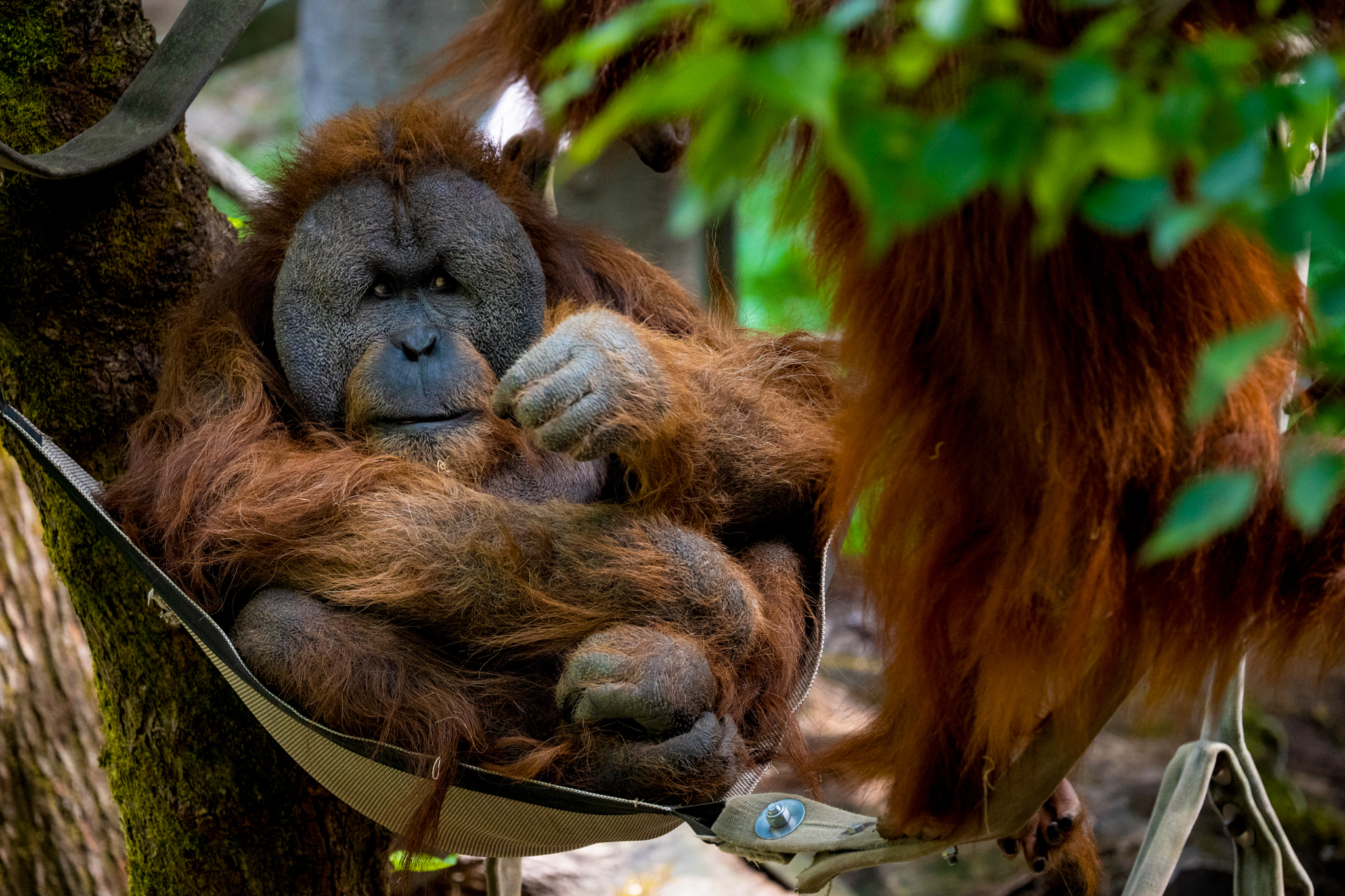 A bonded pair of orangutans (Pongo borneo) lounge on a summer day. Orangutans are only found in the wild on the forested islands of Borneo and Sumatra. The Woodland Park Zoo works in conjunction with the Gunung Palung Orangutan Conservation program in support of the Bornean orangutan’s survival. Orangutan’s conservation status is Critically Endangered.