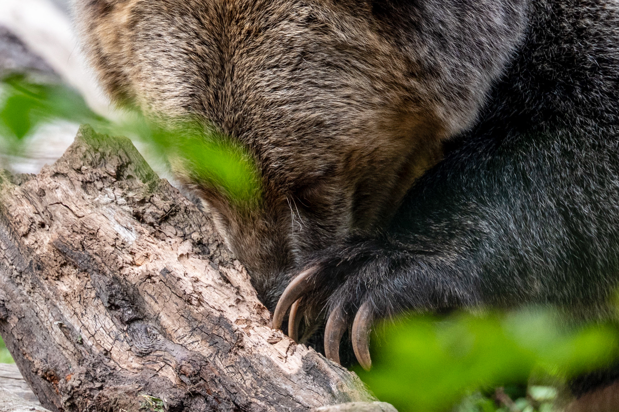 Fern, an orphaned Grizzly Bear (Ursus arctos horribilis), forages for food in her habitat at the Woodland Park Zoo. Animal handlers will hide treats in the habitat periodically throughout the day as an enrichment for the bear. Grizzly bears are a subspecies of brown bear, and there are about 2000 in the lower 48 states.