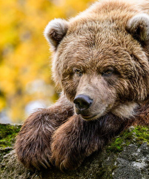 Brown Bear observes surroundings